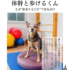 #犬の整体 #歩けるくん #体幹ケア #シニア犬サポート #WanLife