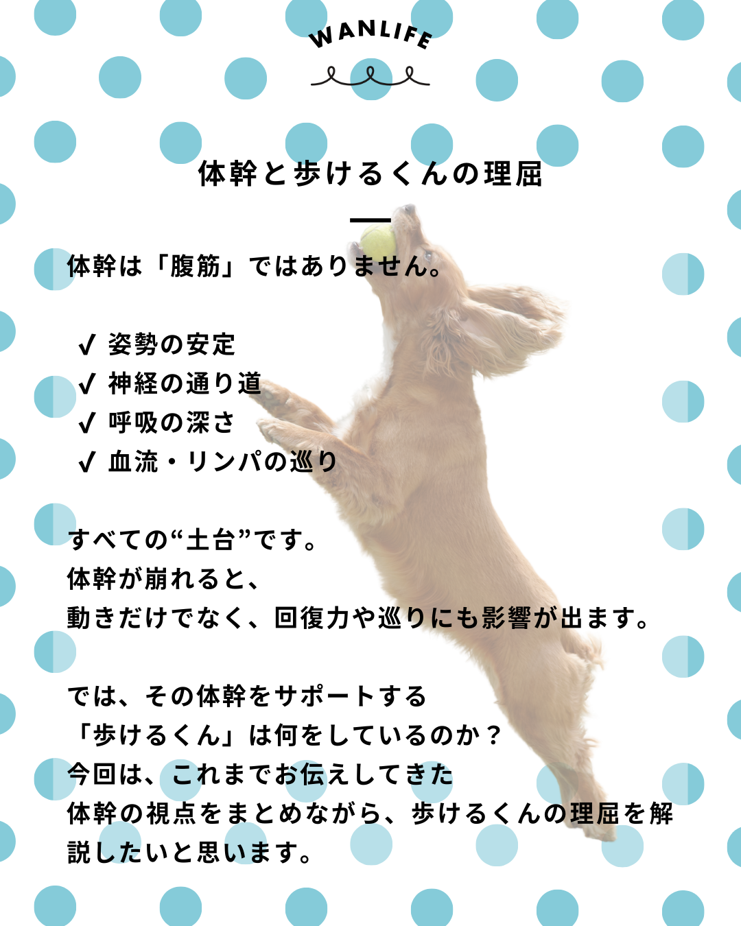 #犬の整体 #歩けるくん #体幹ケア #シニア犬サポート #WanLife