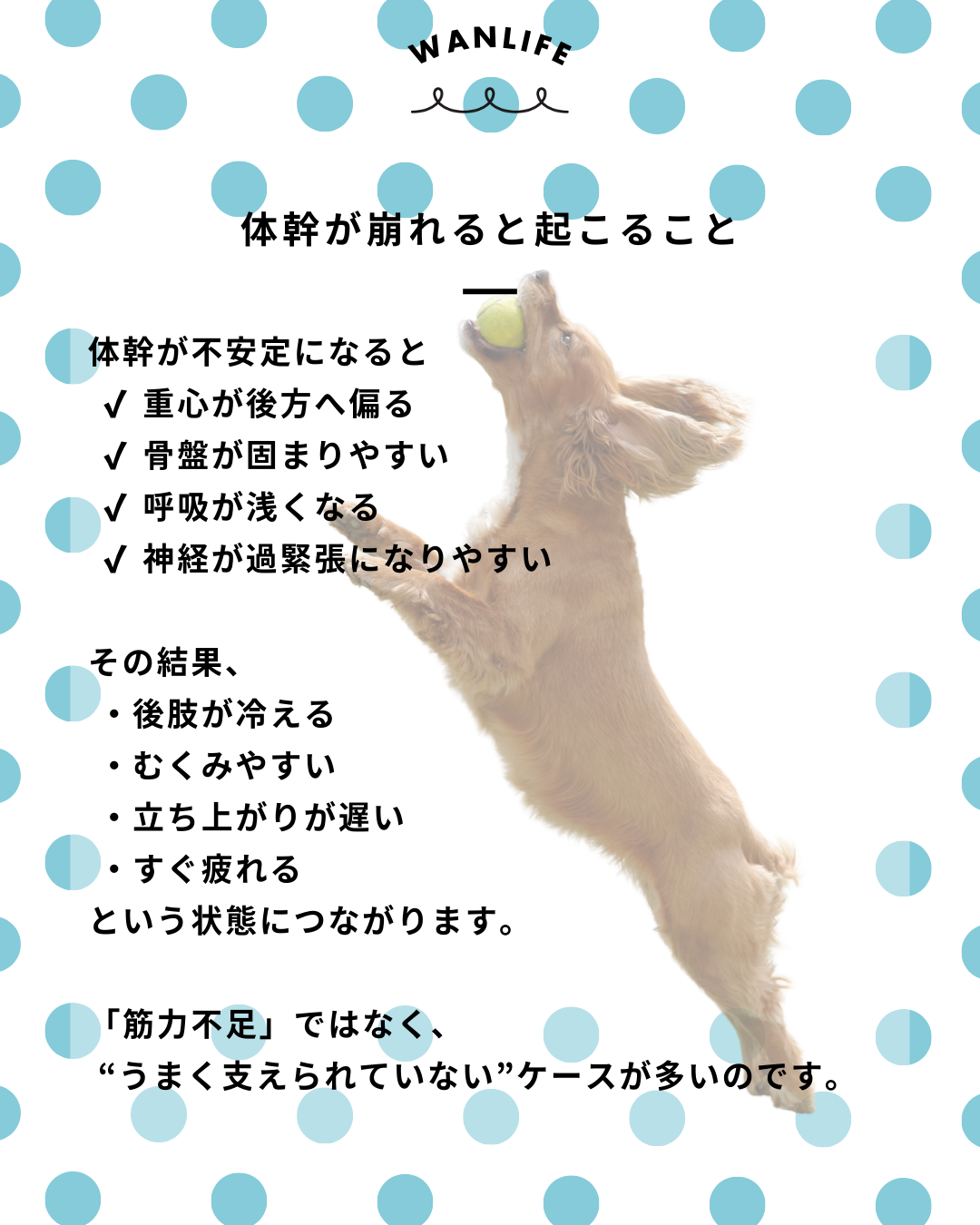 #犬の整体 #歩けるくん #体幹ケア #シニア犬サポート #WanLife
