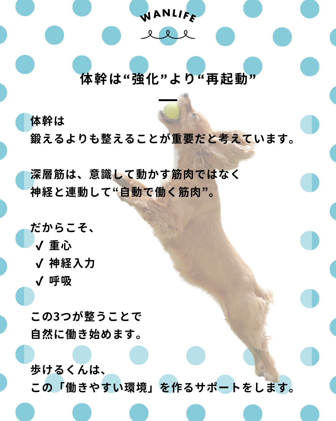 #犬の整体 #歩けるくん #体幹ケア #シニア犬サポート #WanLife