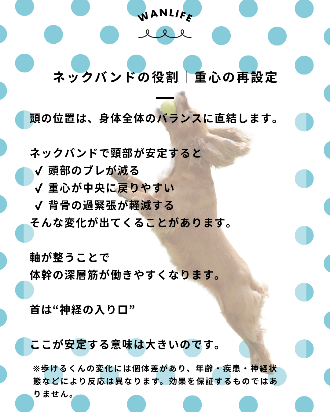 #犬の整体 #歩けるくん #体幹ケア #シニア犬サポート #WanLife