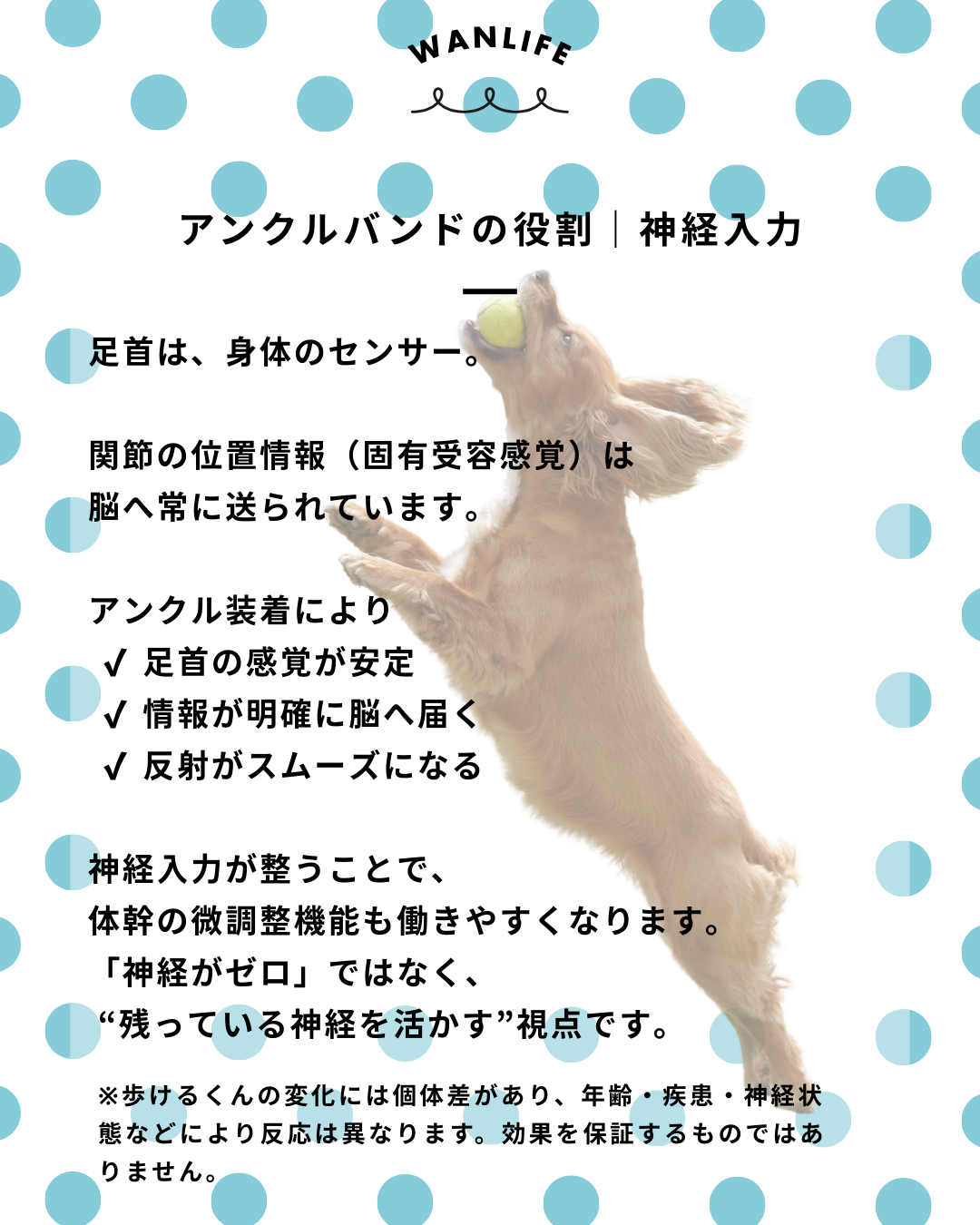 #犬の整体 #歩けるくん #体幹ケア #シニア犬サポート #WanLife