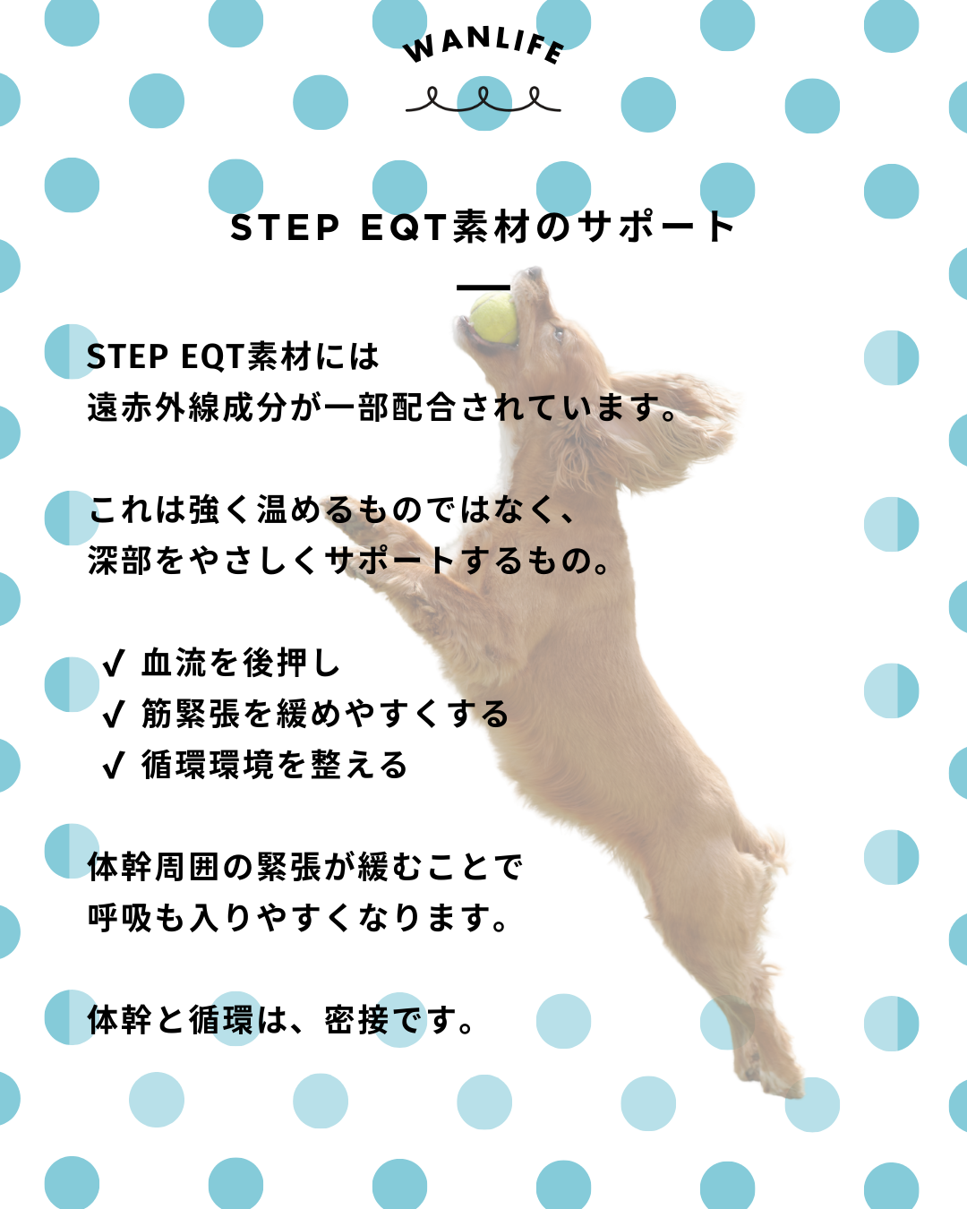 #犬の整体 #歩けるくん #体幹ケア #シニア犬サポート #WanLife