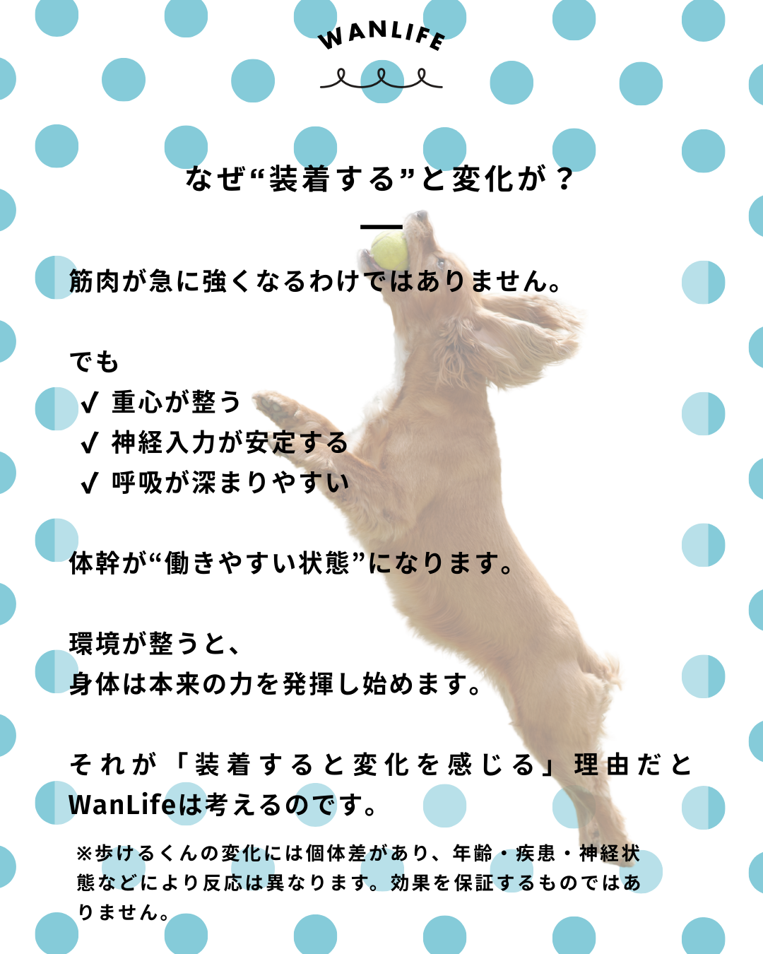 #犬の整体 #歩けるくん #体幹ケア #シニア犬サポート #WanLife