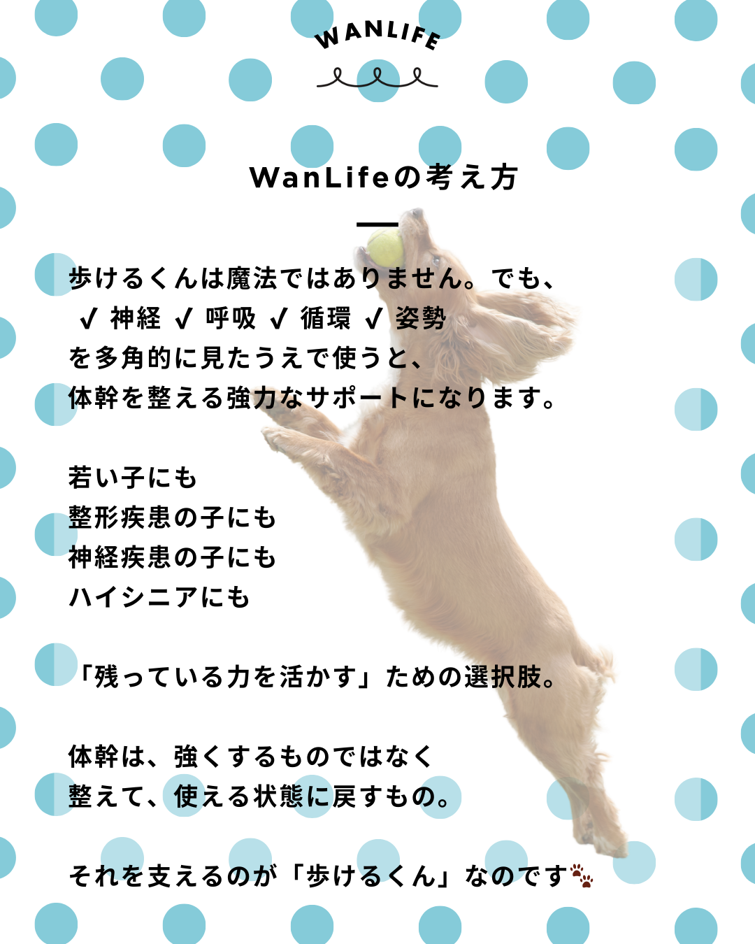 #犬の整体 #歩けるくん #体幹ケア #シニア犬サポート #WanLife
