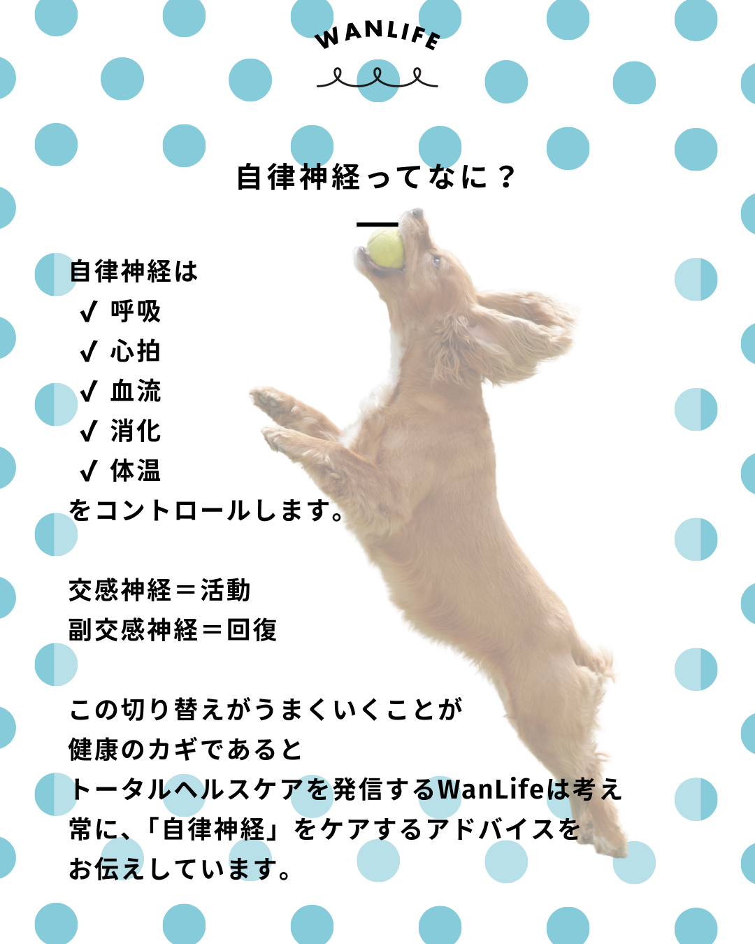わんわん整体WanLife｜愛知・岐阜の犬の整体・メディセル筋膜リリース・歩けるくん・オベロンアニマルスキャン・ネオヒーラー・温灸・食事療法｜