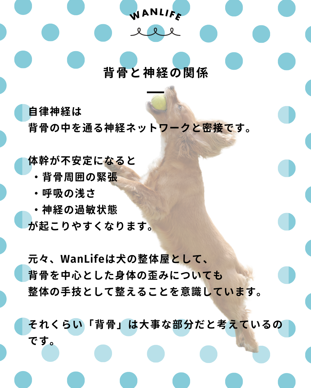 わんわん整体WanLife｜愛知・岐阜の犬の整体・メディセル筋膜リリース・歩けるくん・オベロンアニマルスキャン・ネオヒーラー・温灸・食事療法｜