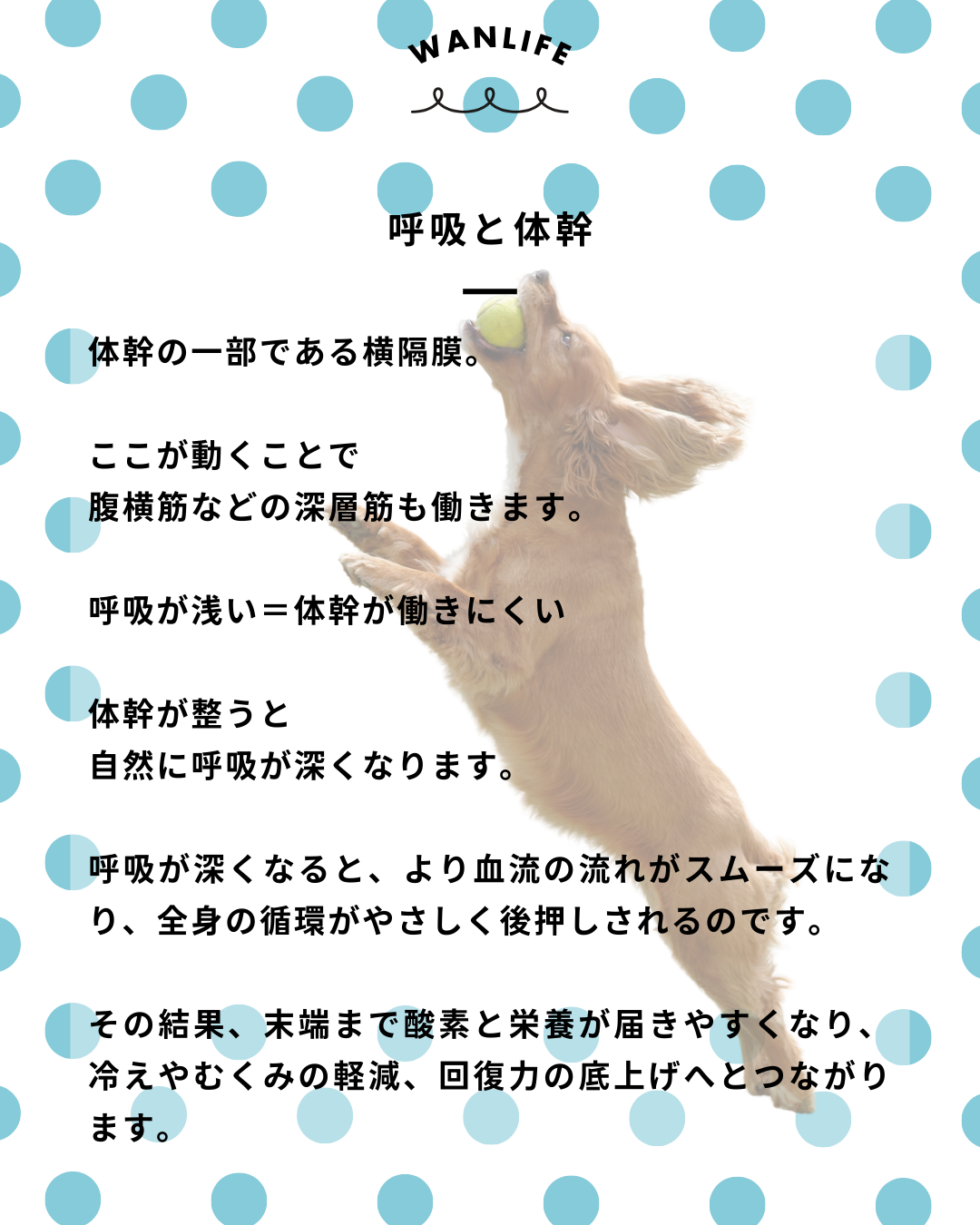 わんわん整体WanLife｜愛知・岐阜の犬の整体・メディセル筋膜リリース・歩けるくん・オベロンアニマルスキャン・ネオヒーラー・温灸・食事療法｜