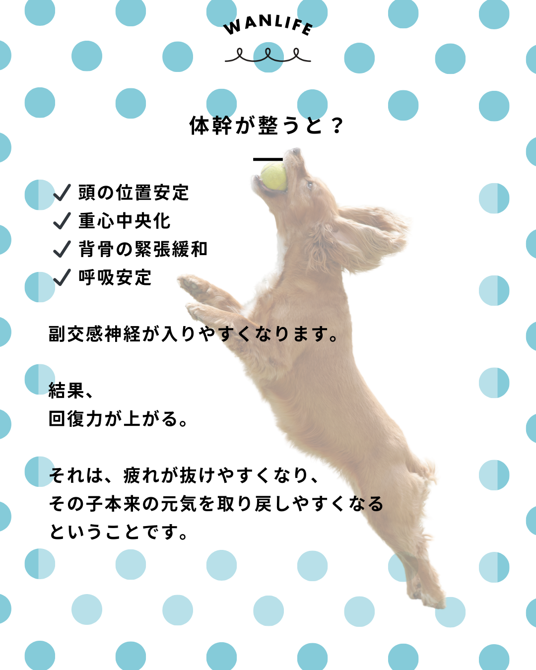 わんわん整体WanLife｜愛知・岐阜の犬の整体・メディセル筋膜リリース・歩けるくん・オベロンアニマルスキャン・ネオヒーラー・温灸・食事療法｜