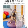 わんわん整体WanLife｜愛知・岐阜の犬の整体・メディセル筋膜リリース・歩けるくん・オベロンアニマルスキャン・ネオヒーラー・温灸・食事療法｜