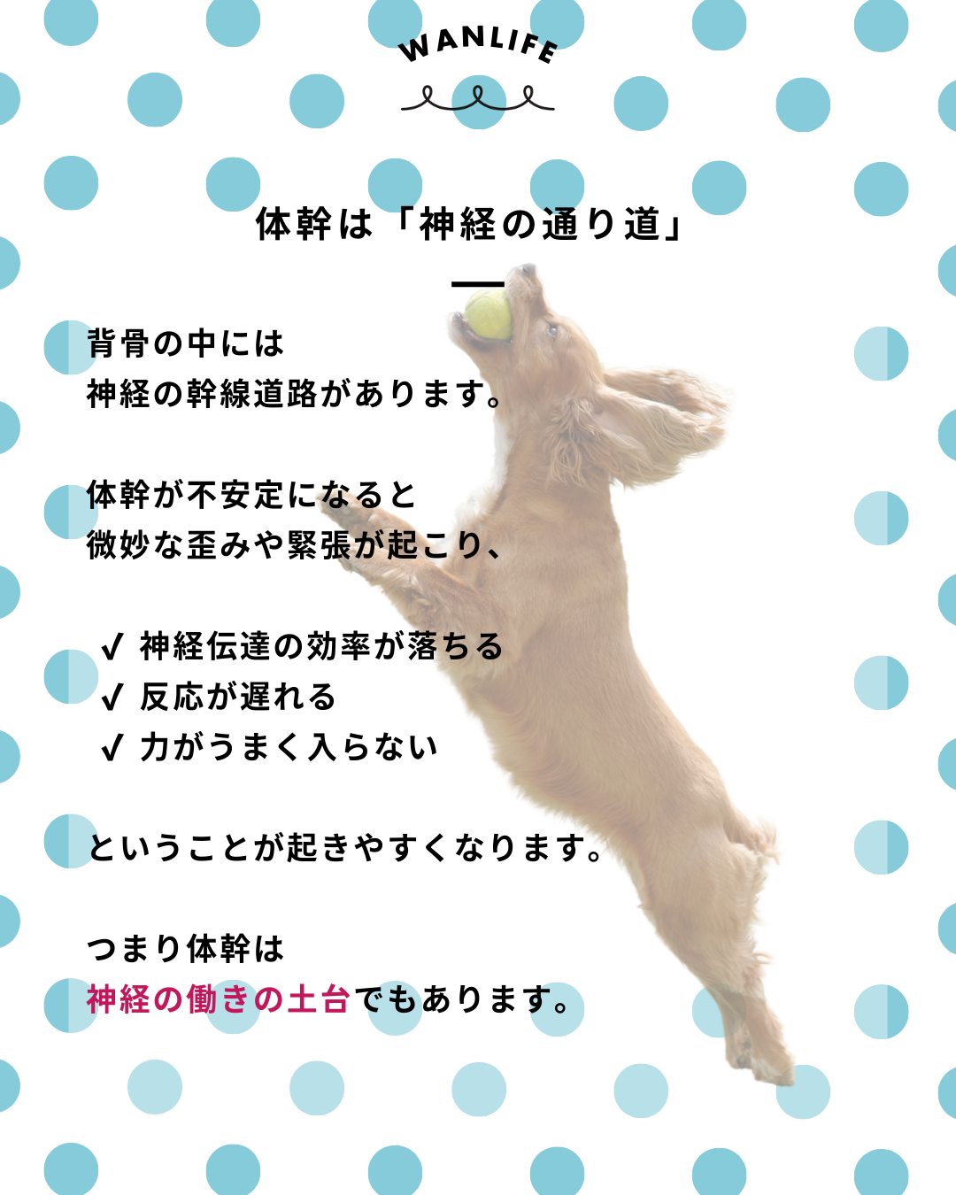 わんわん整体WanLife|愛知・岐阜の犬の整体・メディセル筋膜リリース・歩けるくん・オベロンアニマルスキャン・ネオヒーラー・温灸・食事療法|