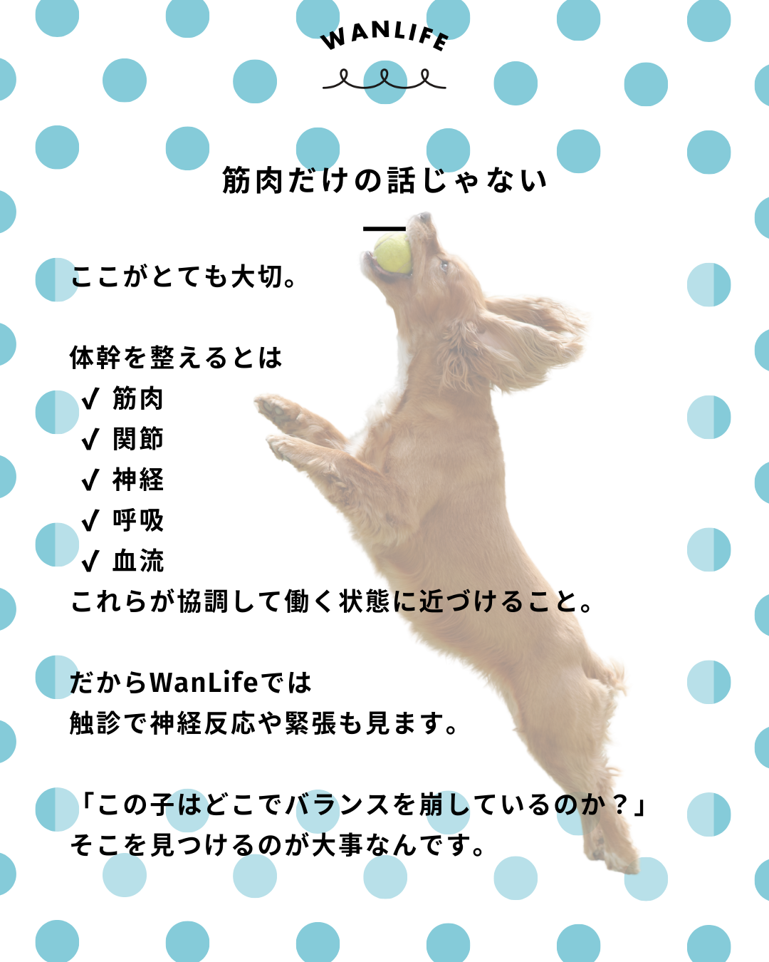 わんわん整体WanLife|愛知・岐阜の犬の整体・メディセル筋膜リリース・歩けるくん・オベロンアニマルスキャン・ネオヒーラー・温灸・食事療法|