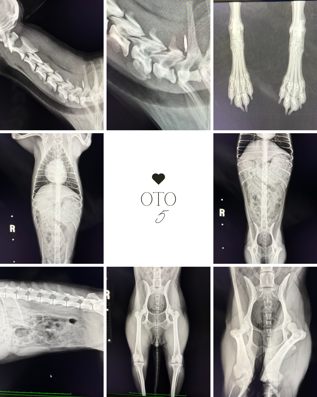 わんわん整体WanLife｜愛知・岐阜の犬の整体・メディセル筋膜リリース・オベロンアニマルスキャン・ネオヒーラー・温灸・食事療法｜