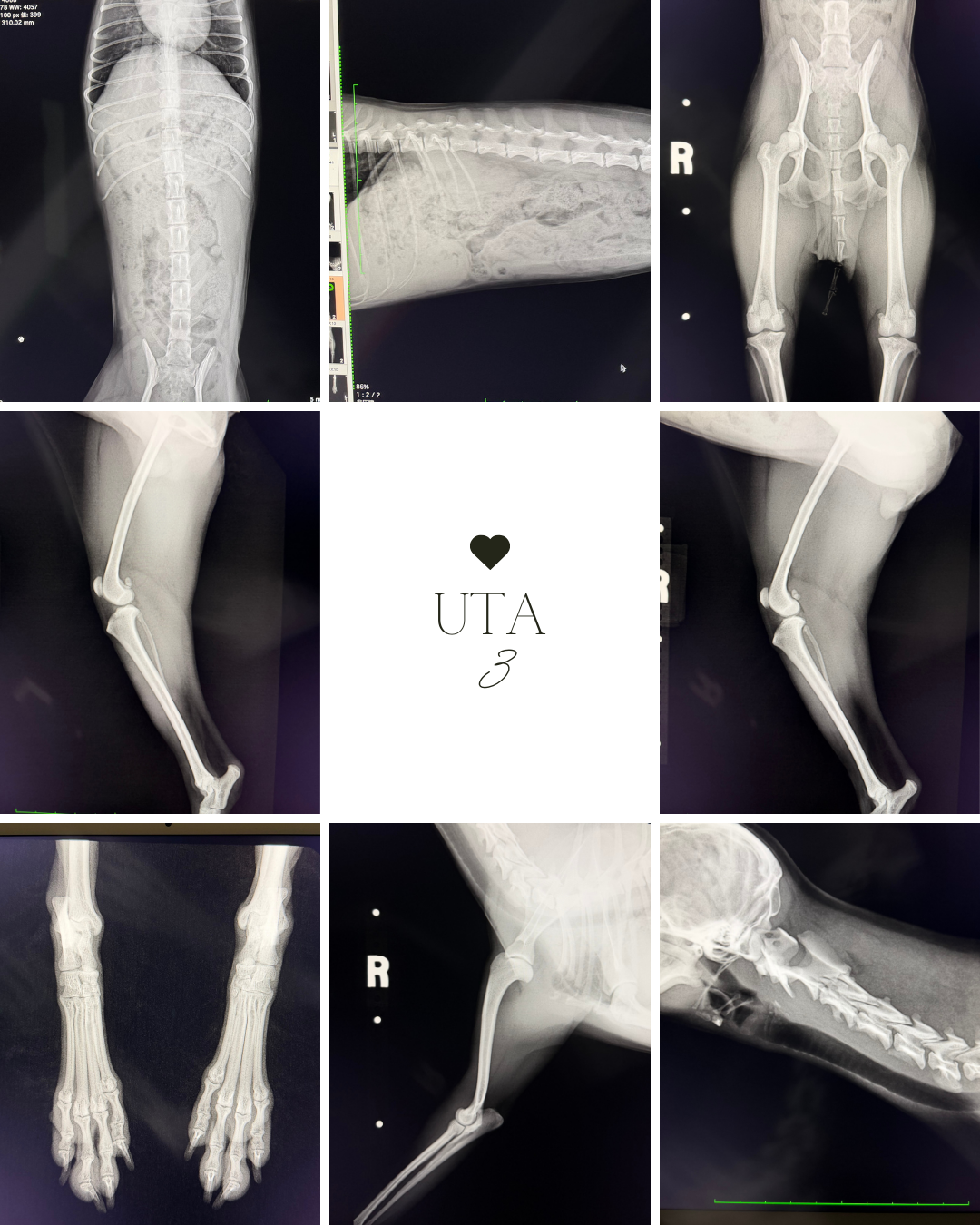 わんわん整体WanLife｜愛知・岐阜の犬の整体・メディセル筋膜リリース・オベロンアニマルスキャン・ネオヒーラー・温灸・食事療法｜