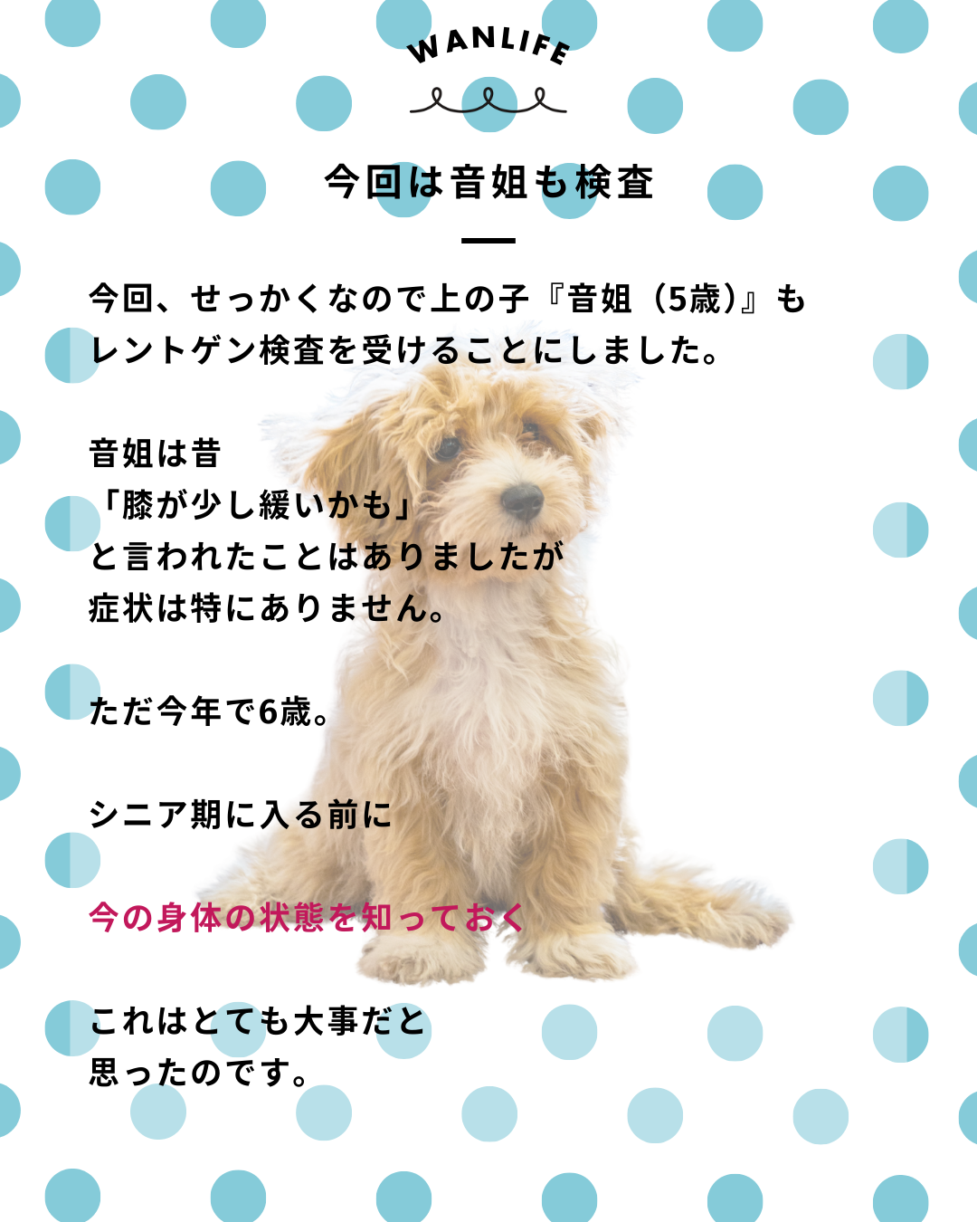 わんわん整体WanLife｜愛知・岐阜の犬の整体・メディセル筋膜リリース・オベロンアニマルスキャン・ネオヒーラー・温灸・食事療法｜