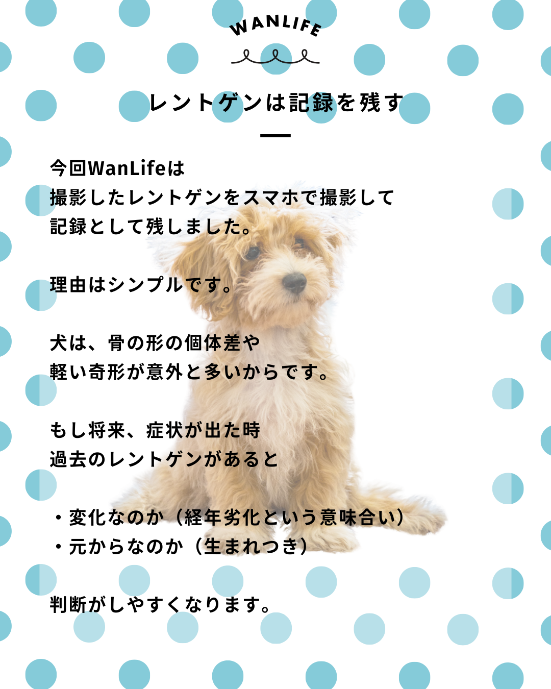 わんわん整体WanLife｜愛知・岐阜の犬の整体・メディセル筋膜リリース・オベロンアニマルスキャン・ネオヒーラー・温灸・食事療法｜