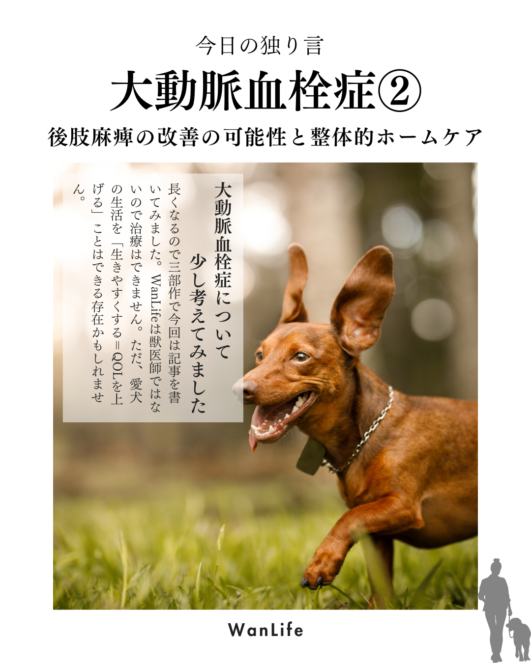 わんわん整体WanLife｜愛知・岐阜の犬の整体・メディセル筋膜リリース・オベロンアニマルスキャン・ネオヒーラー・温灸・食事療法・歩けるくん｜