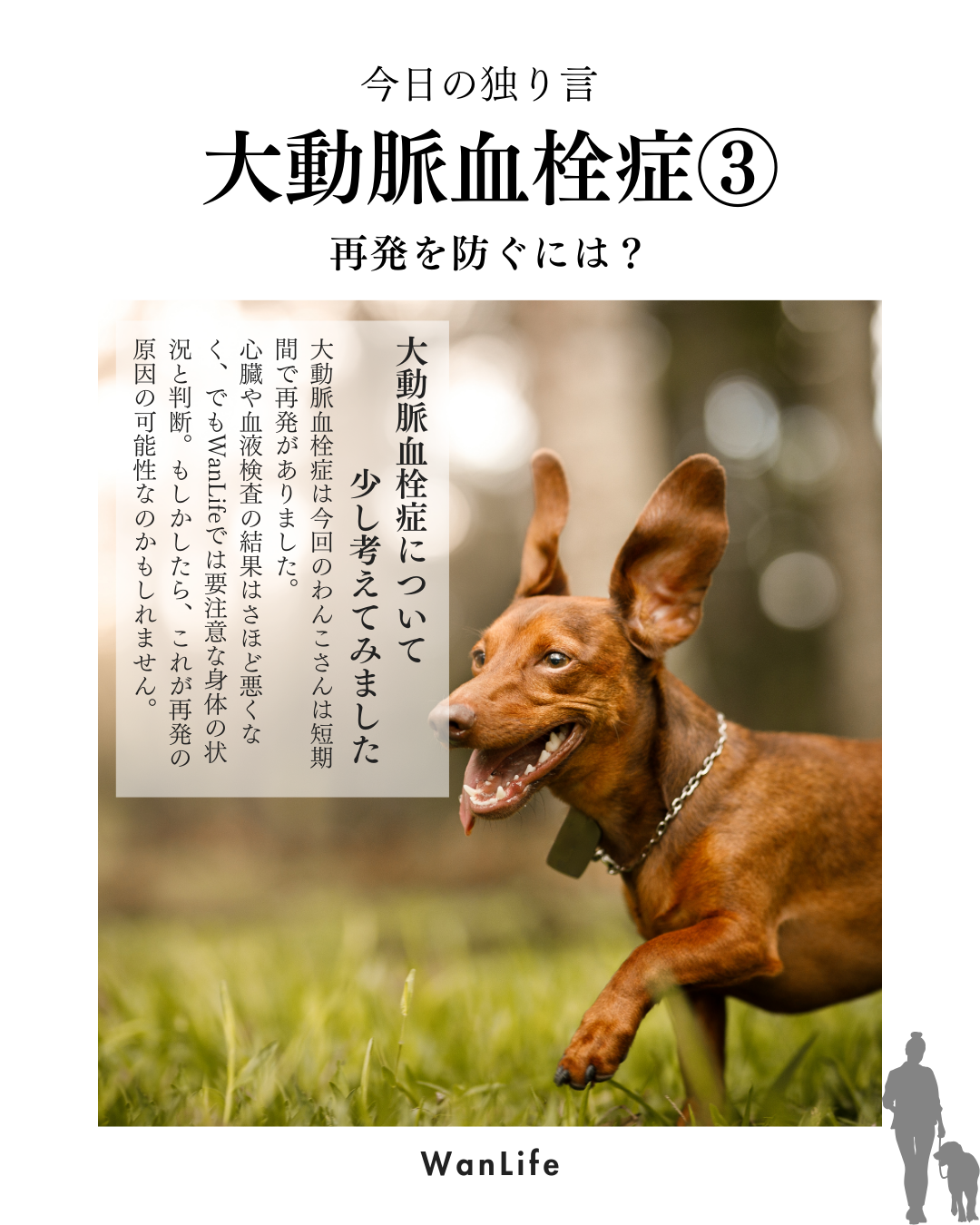 わんわん整体WanLife｜愛知・岐阜の犬の整体・メディセル筋膜リリース・オベロンアニマルスキャン・ネオヒーラー・温灸・食事療法・歩けるくん｜