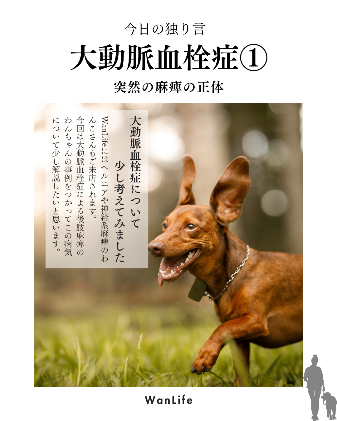 わんわん整体WanLife｜愛知・岐阜の犬の整体・メディセル筋膜リリース・オベロンアニマルスキャン・ネオヒーラー・温灸・食事療法・歩けるくん｜