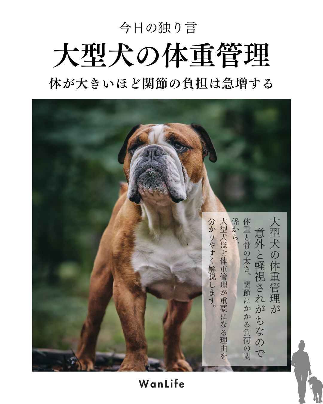 わんわん整体WanLife｜愛知・岐阜の犬の整体・メディセル筋膜リリース・オベロンアニマルスキャン・ネオヒーラー・温灸・食事療法｜