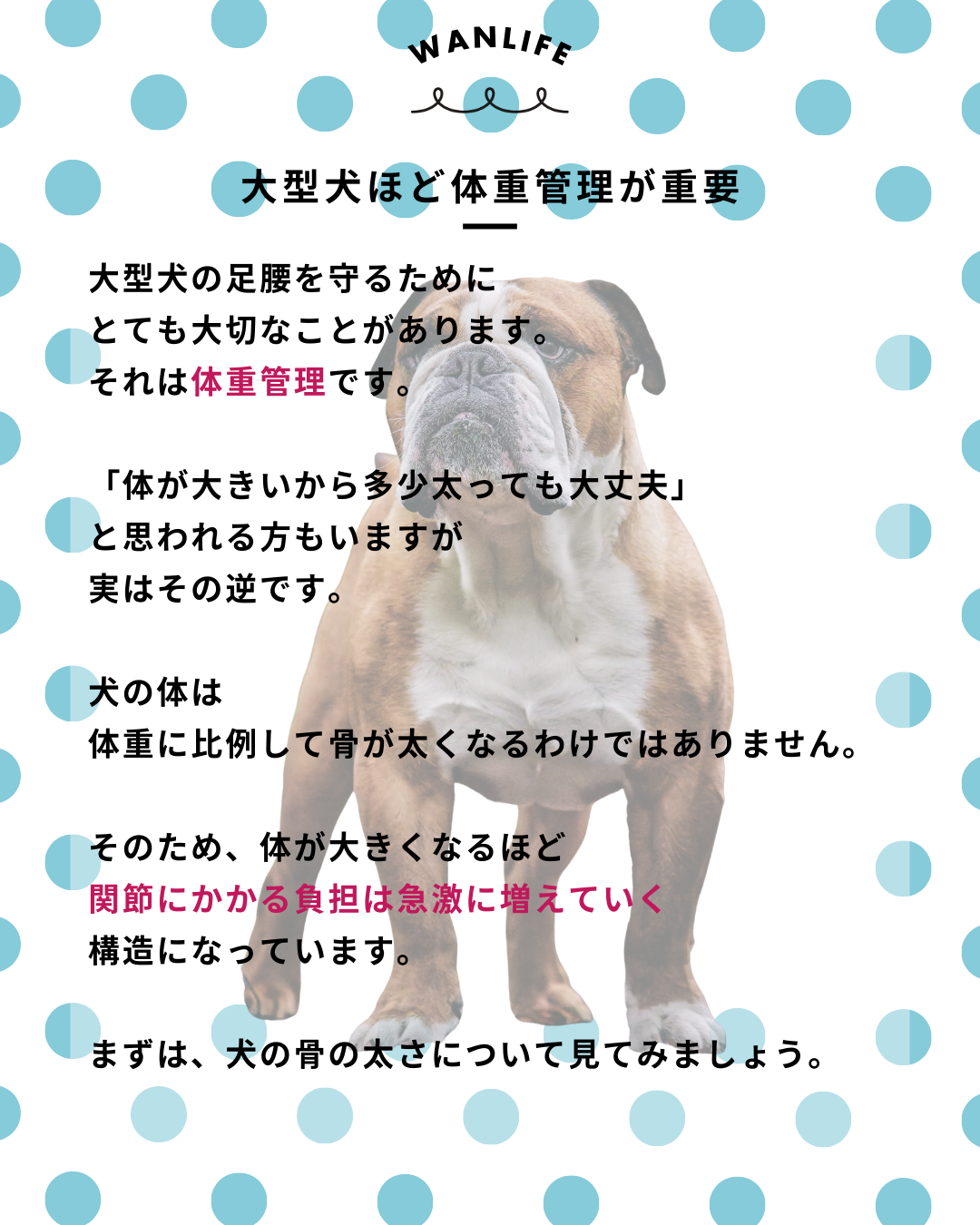 わんわん整体WanLife｜愛知・岐阜の犬の整体・メディセル筋膜リリース・オベロンアニマルスキャン・ネオヒーラー・温灸・食事療法｜