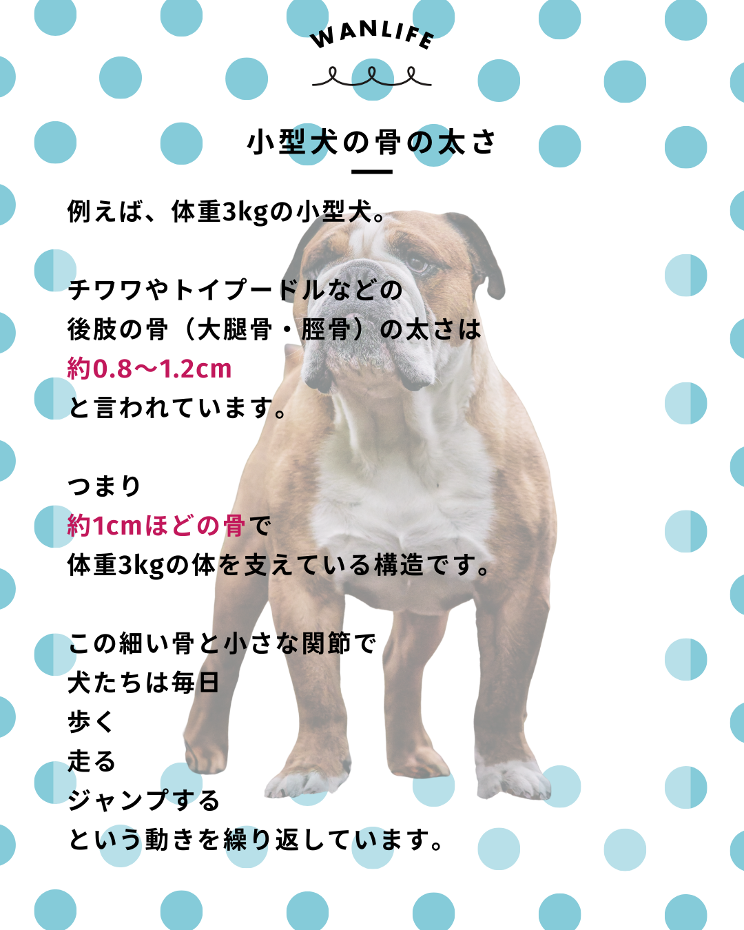 わんわん整体WanLife｜愛知・岐阜の犬の整体・メディセル筋膜リリース・オベロンアニマルスキャン・ネオヒーラー・温灸・食事療法｜