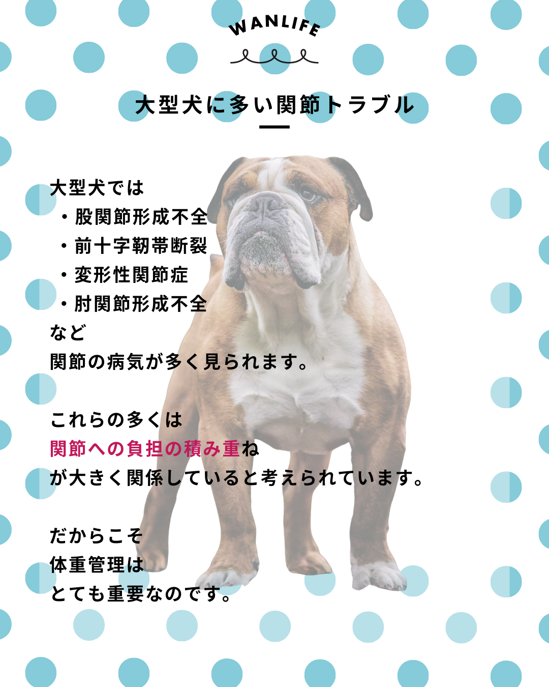 わんわん整体WanLife｜愛知・岐阜の犬の整体・メディセル筋膜リリース・オベロンアニマルスキャン・ネオヒーラー・温灸・食事療法｜