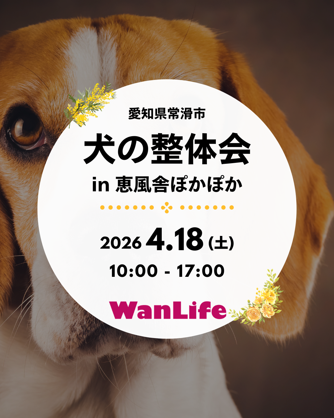 わんわん整体WanLife｜愛知・岐阜の犬の整体・メディセル筋膜リリース・オベロンアニマルスキャン・ネオヒーラー・温灸・食事療法｜