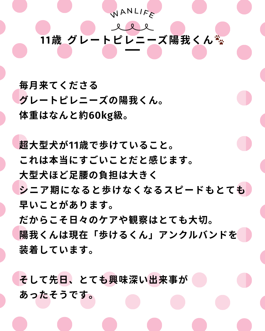 わんわん整体WanLife|愛知・岐阜の犬の整体・メディセル筋膜リリース・オベロンアニマルスキャン・ネオヒーラー・温灸・食事療法|