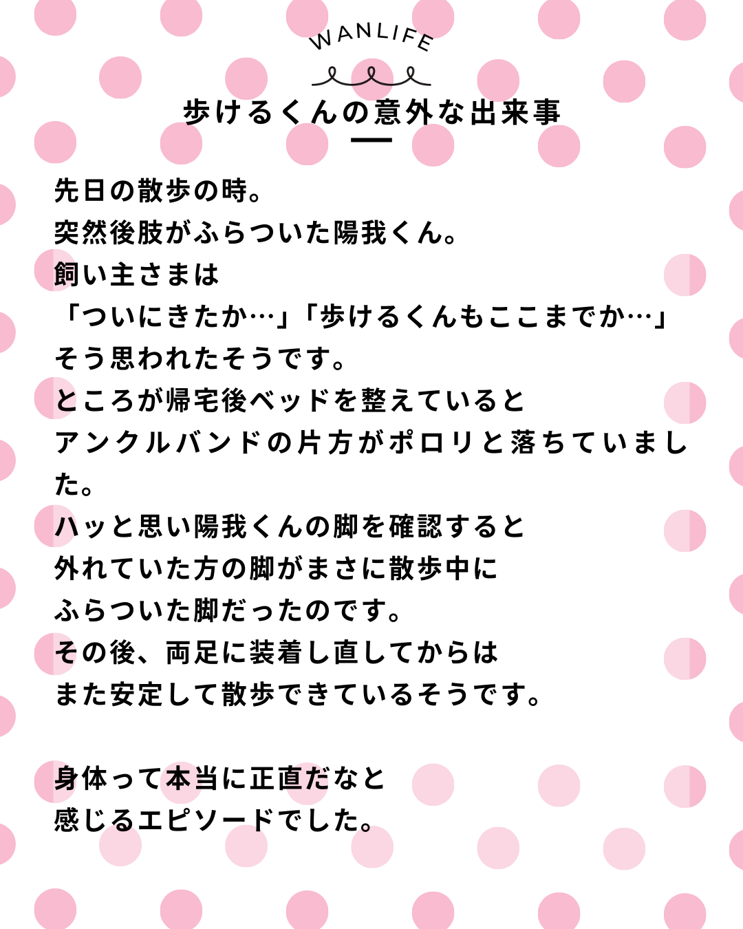 わんわん整体WanLife|愛知・岐阜の犬の整体・メディセル筋膜リリース・オベロンアニマルスキャン・ネオヒーラー・温灸・食事療法|