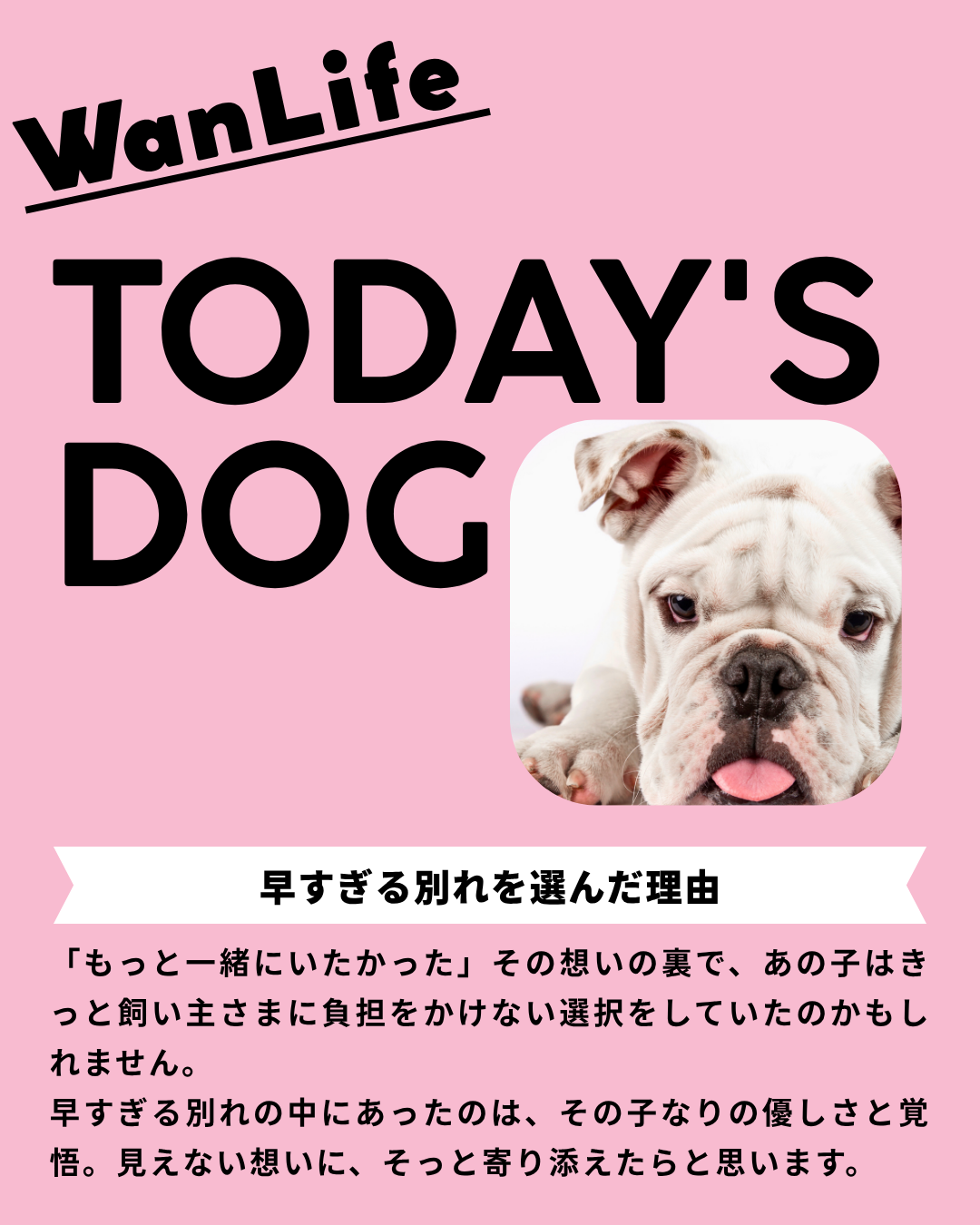 わんわん整体WanLife｜愛知・岐阜の犬の整体・メディセル筋膜リリース・オベロンアニマルスキャン・ネオヒーラー・温灸・食事療法｜