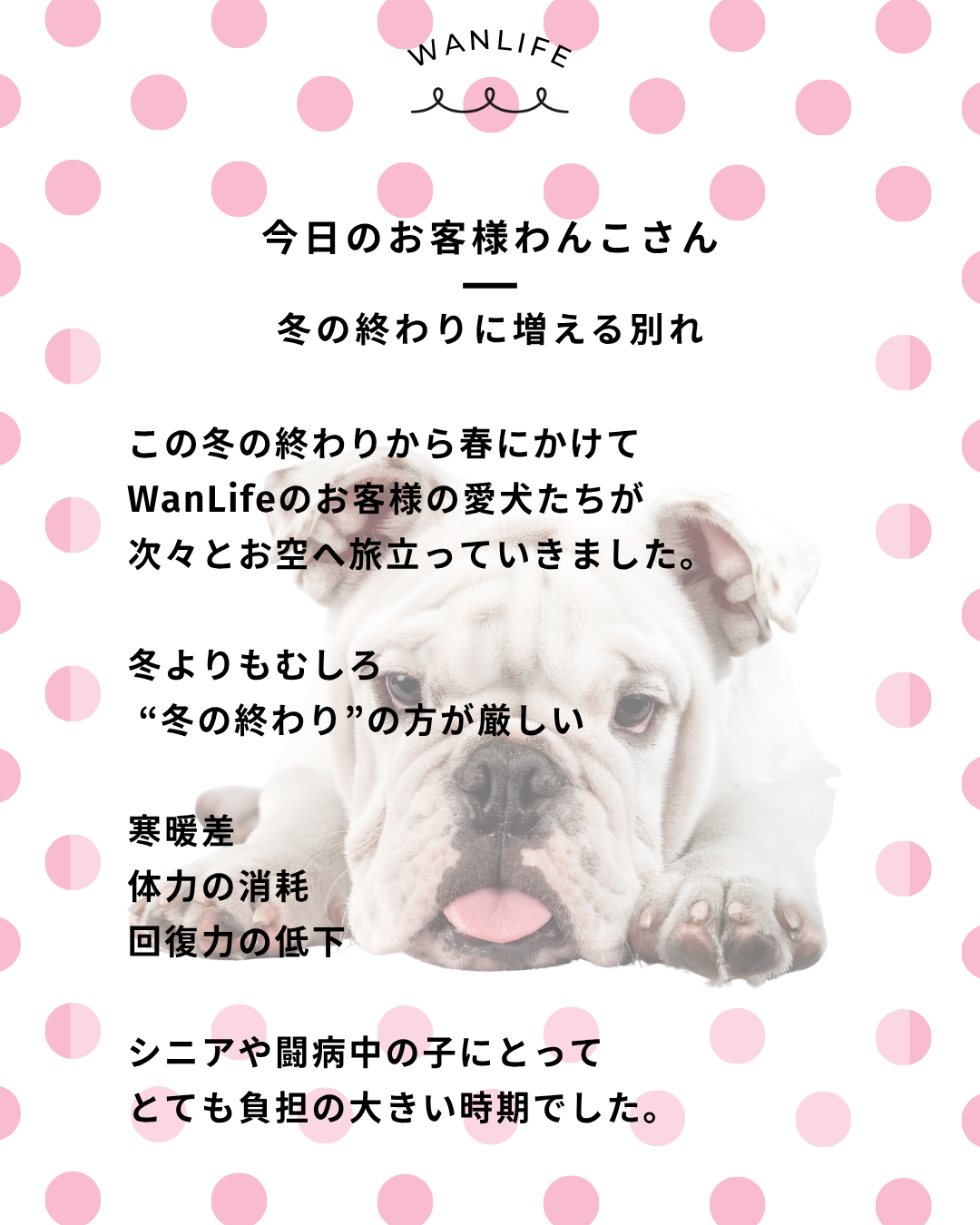 わんわん整体WanLife｜愛知・岐阜の犬の整体・メディセル筋膜リリース・オベロンアニマルスキャン・ネオヒーラー・温灸・食事療法｜