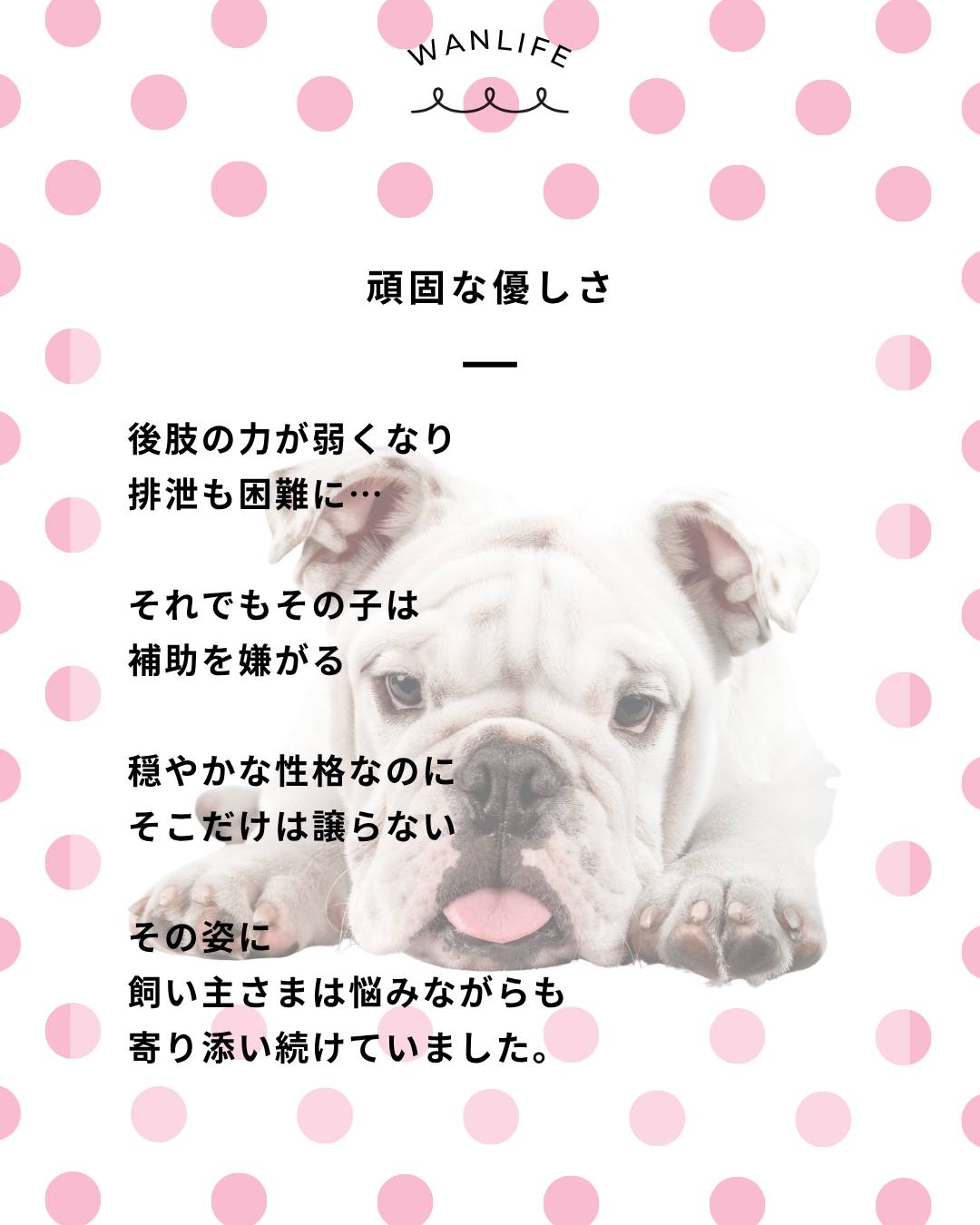 わんわん整体WanLife｜愛知・岐阜の犬の整体・メディセル筋膜リリース・オベロンアニマルスキャン・ネオヒーラー・温灸・食事療法｜