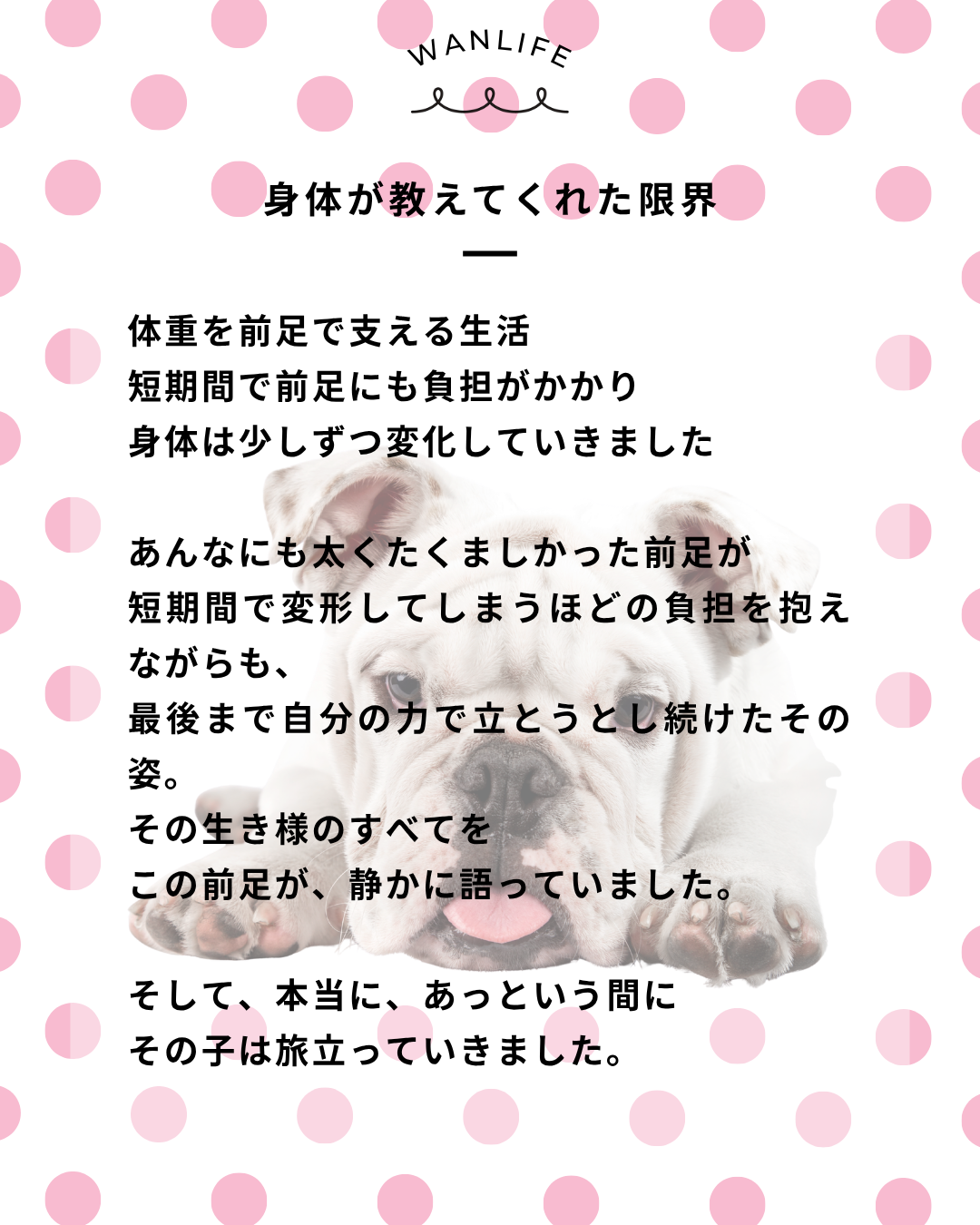 わんわん整体WanLife｜愛知・岐阜の犬の整体・メディセル筋膜リリース・オベロンアニマルスキャン・ネオヒーラー・温灸・食事療法｜