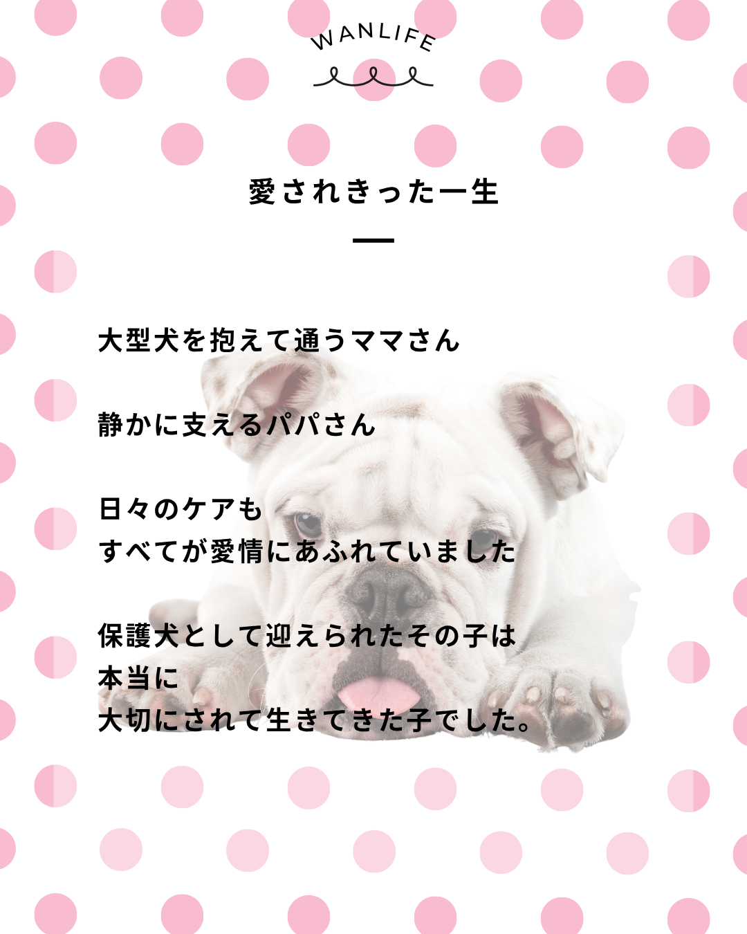 わんわん整体WanLife｜愛知・岐阜の犬の整体・メディセル筋膜リリース・オベロンアニマルスキャン・ネオヒーラー・温灸・食事療法｜