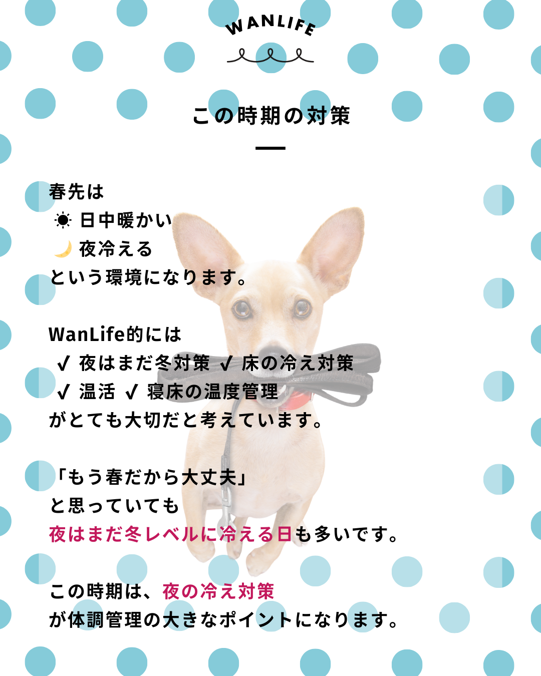 わんわん整体WanLife｜愛知・岐阜の犬の整体・メディセル筋膜リリース・オベロンアニマルスキャン・ネオヒーラー・温灸・食事療法｜