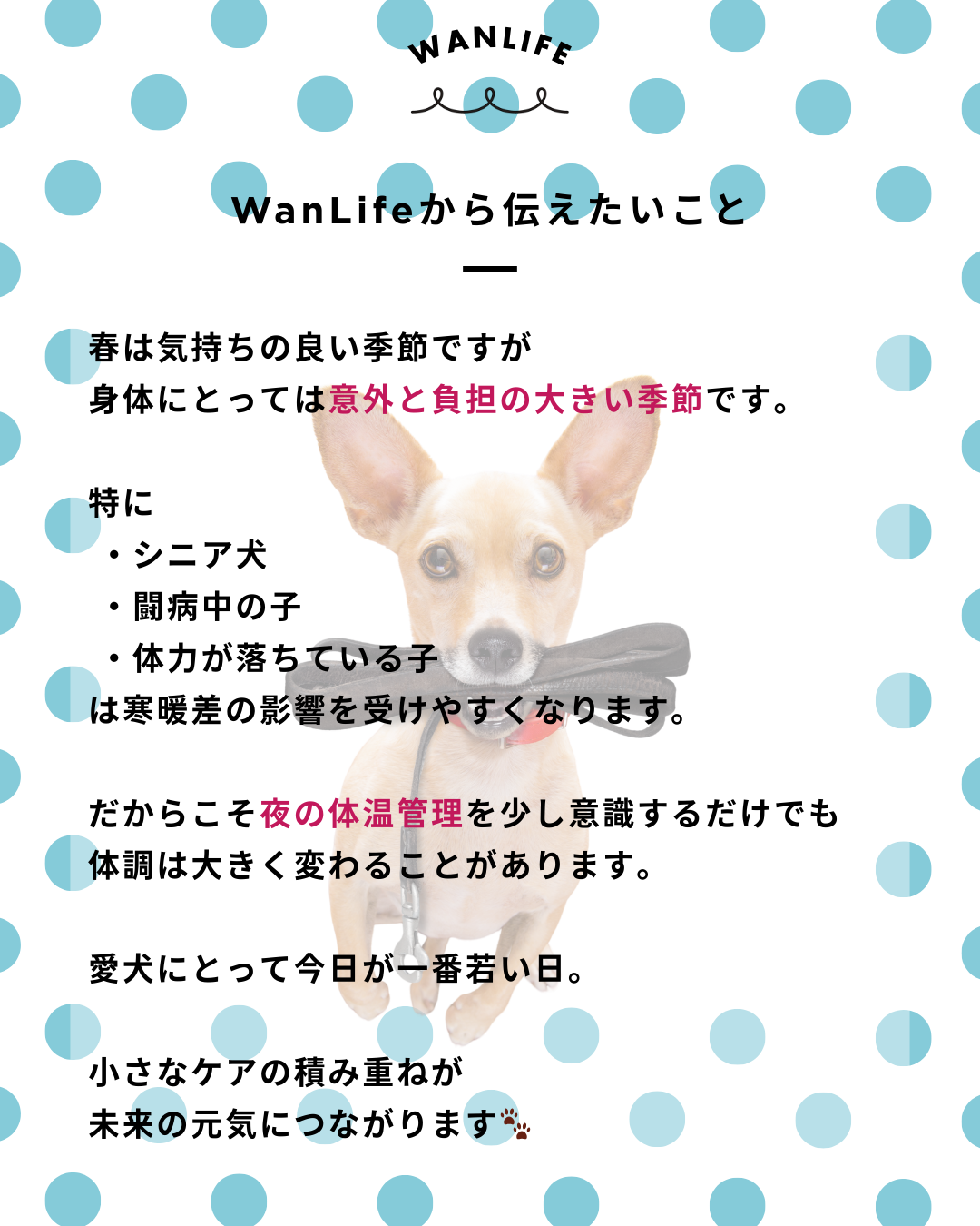 わんわん整体WanLife｜愛知・岐阜の犬の整体・メディセル筋膜リリース・オベロンアニマルスキャン・ネオヒーラー・温灸・食事療法｜