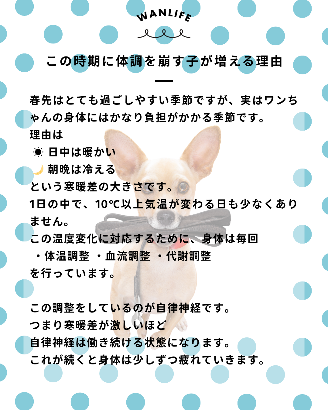 わんわん整体WanLife｜愛知・岐阜の犬の整体・メディセル筋膜リリース・オベロンアニマルスキャン・ネオヒーラー・温灸・食事療法｜