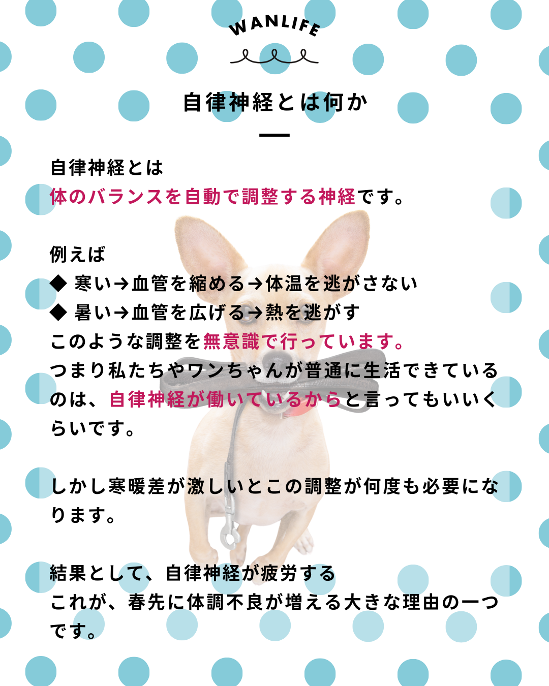 わんわん整体WanLife｜愛知・岐阜の犬の整体・メディセル筋膜リリース・オベロンアニマルスキャン・ネオヒーラー・温灸・食事療法｜