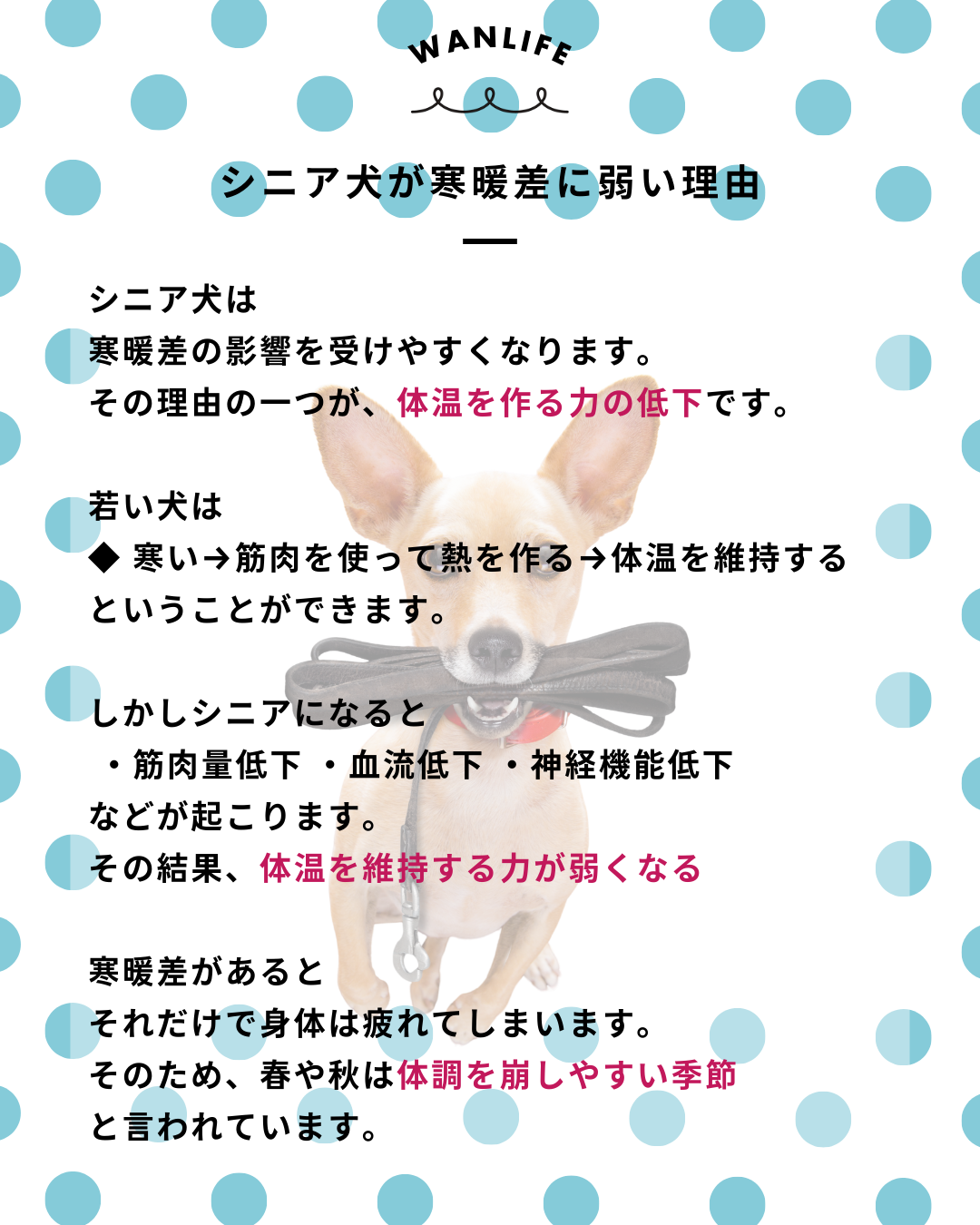 わんわん整体WanLife｜愛知・岐阜の犬の整体・メディセル筋膜リリース・オベロンアニマルスキャン・ネオヒーラー・温灸・食事療法｜