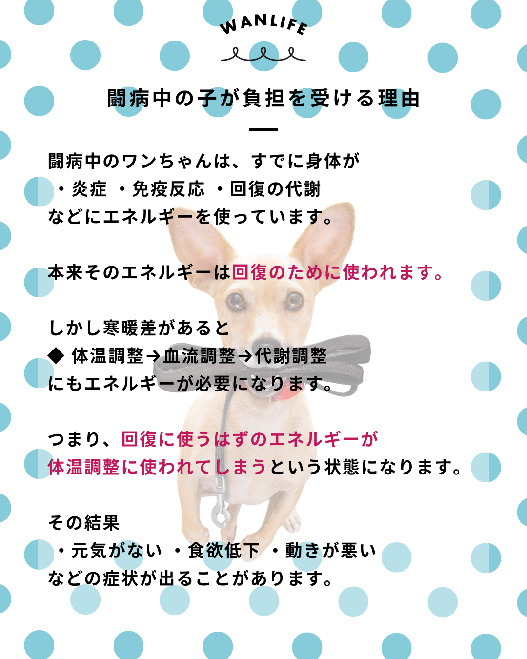 わんわん整体WanLife｜愛知・岐阜の犬の整体・メディセル筋膜リリース・オベロンアニマルスキャン・ネオヒーラー・温灸・食事療法｜