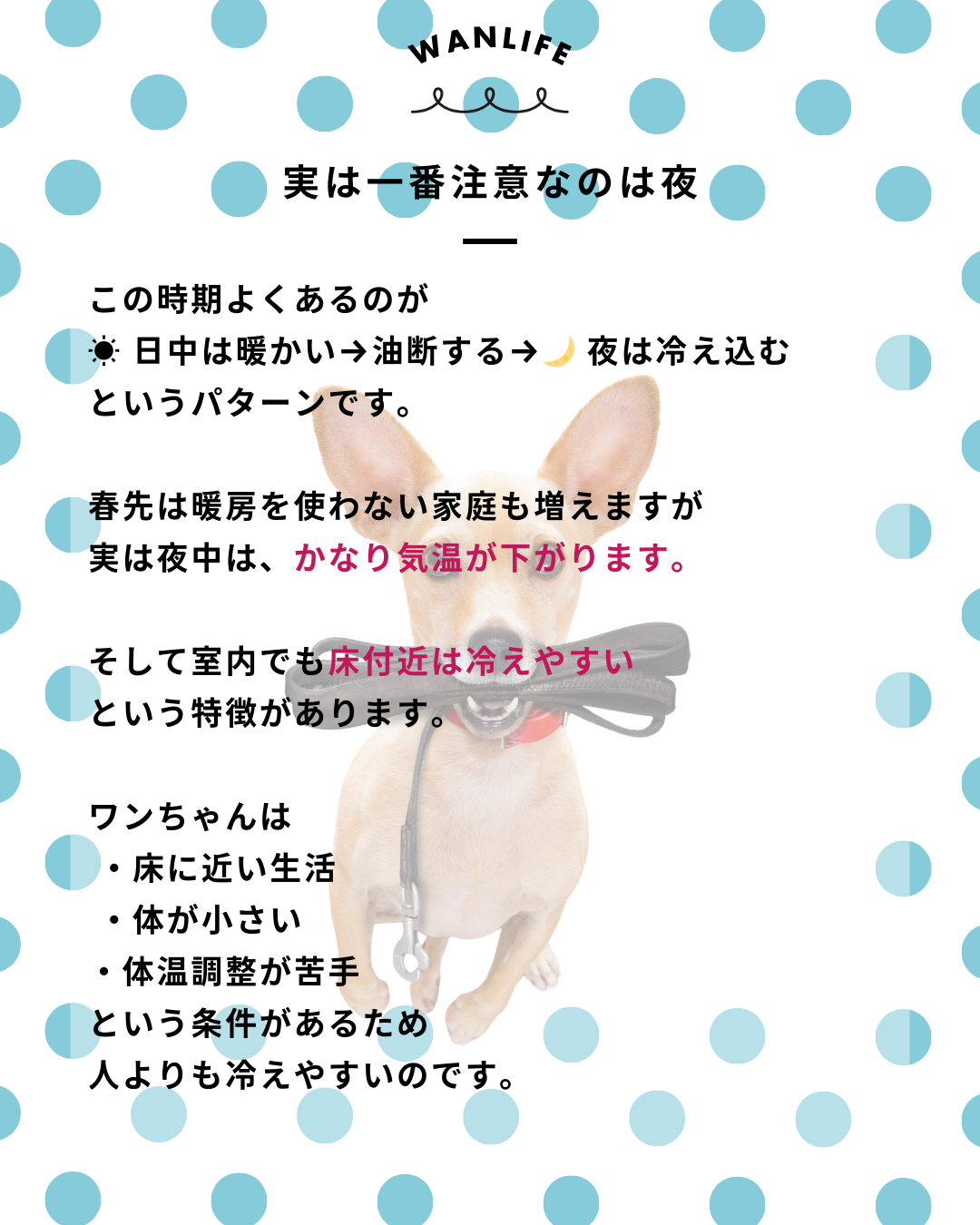 わんわん整体WanLife｜愛知・岐阜の犬の整体・メディセル筋膜リリース・オベロンアニマルスキャン・ネオヒーラー・温灸・食事療法｜