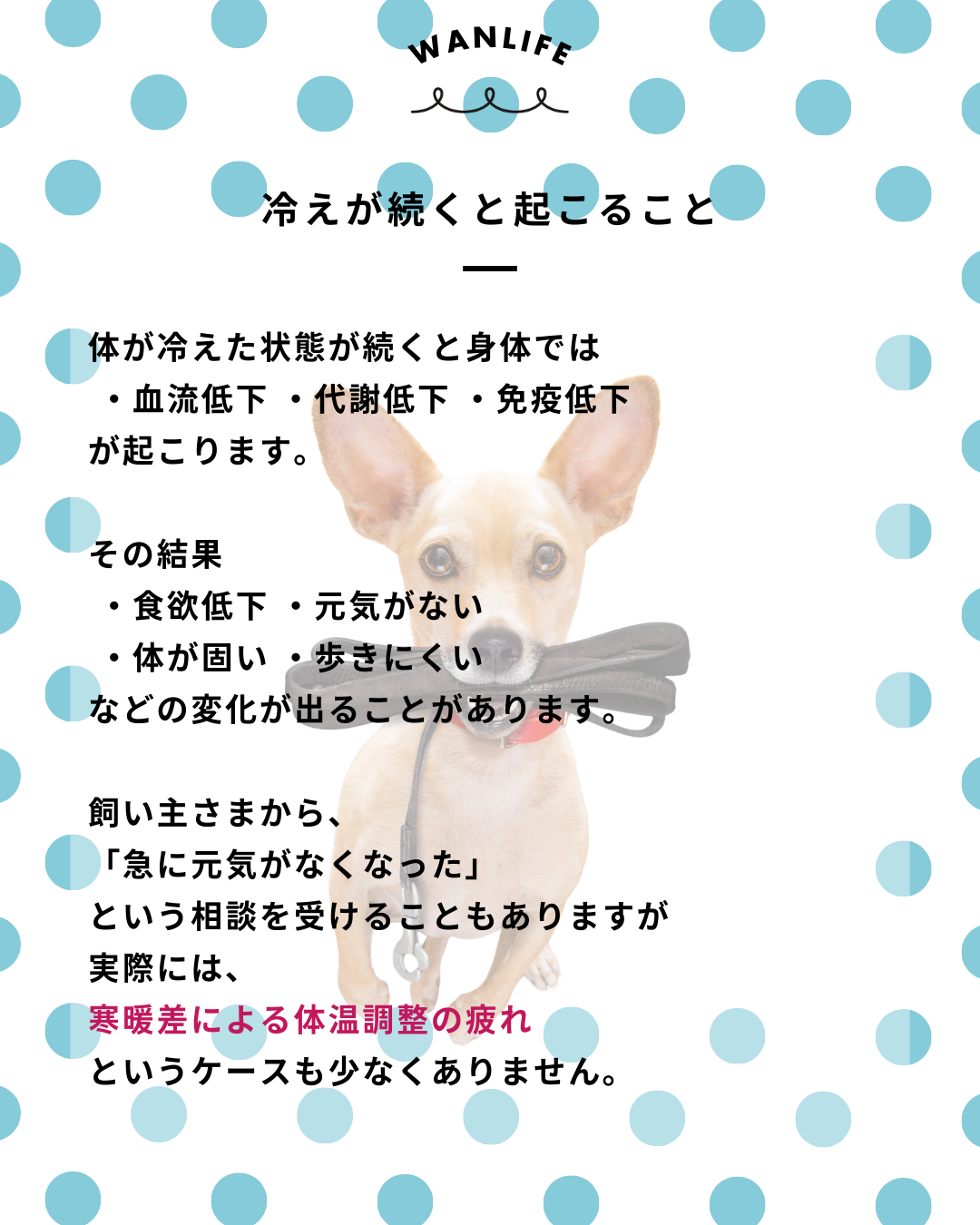 わんわん整体WanLife｜愛知・岐阜の犬の整体・メディセル筋膜リリース・オベロンアニマルスキャン・ネオヒーラー・温灸・食事療法｜