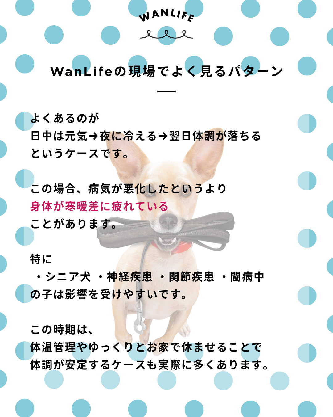 わんわん整体WanLife｜愛知・岐阜の犬の整体・メディセル筋膜リリース・オベロンアニマルスキャン・ネオヒーラー・温灸・食事療法｜