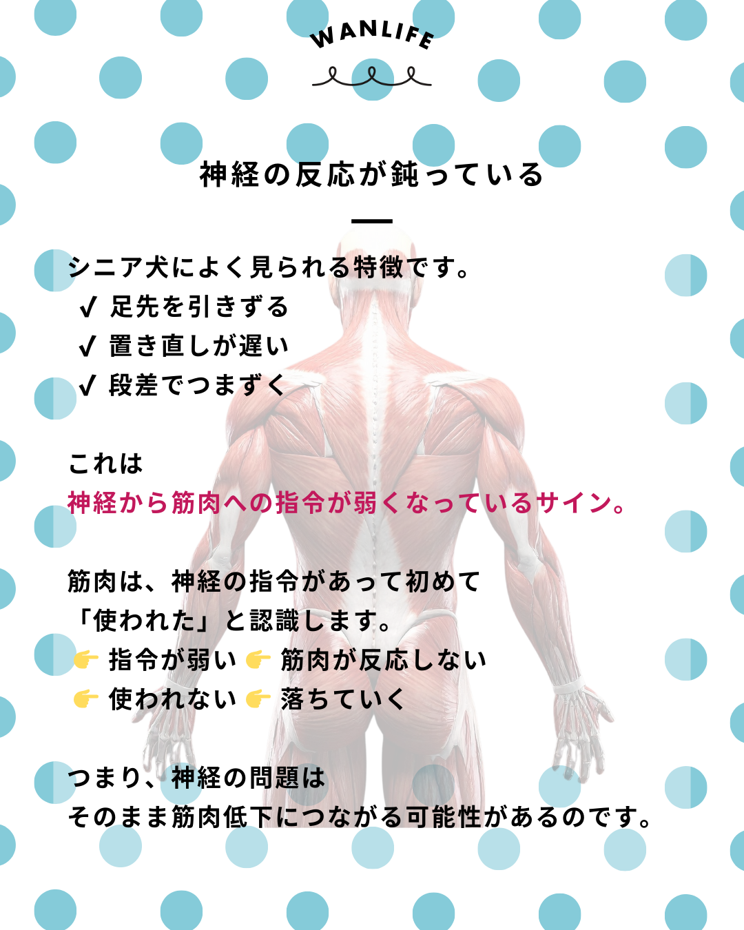 わんわん整体WanLife｜愛知・岐阜の犬の整体・メディセル筋膜リリース・歩けるくん・オベロンアニマルスキャン・ネオヒーラー・温灸・食事療法｜