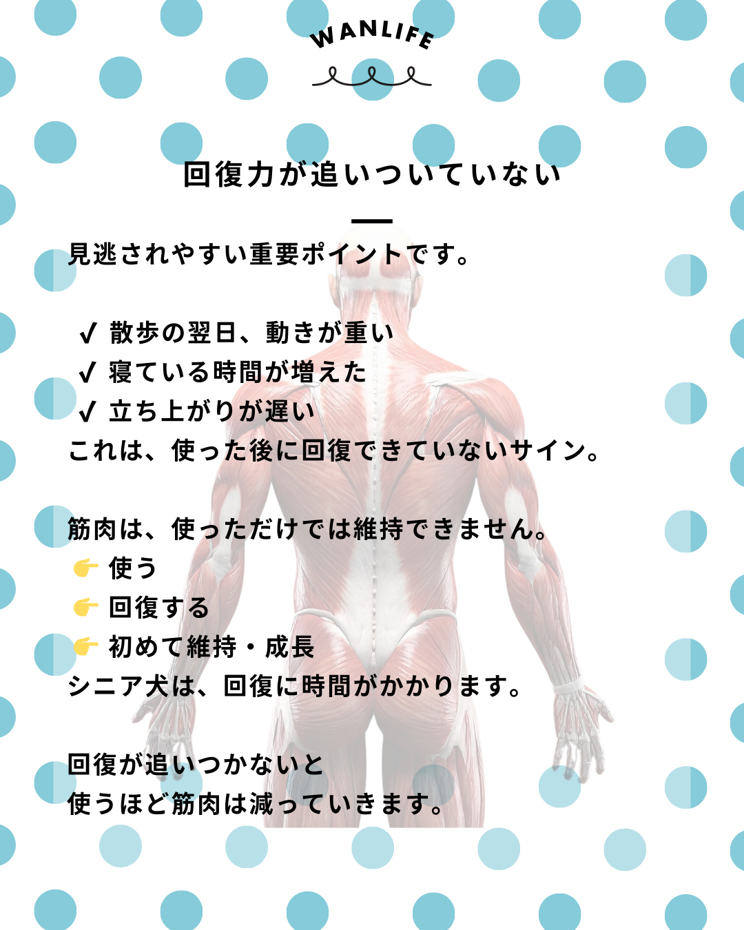 わんわん整体WanLife｜愛知・岐阜の犬の整体・メディセル筋膜リリース・歩けるくん・オベロンアニマルスキャン・ネオヒーラー・温灸・食事療法｜
