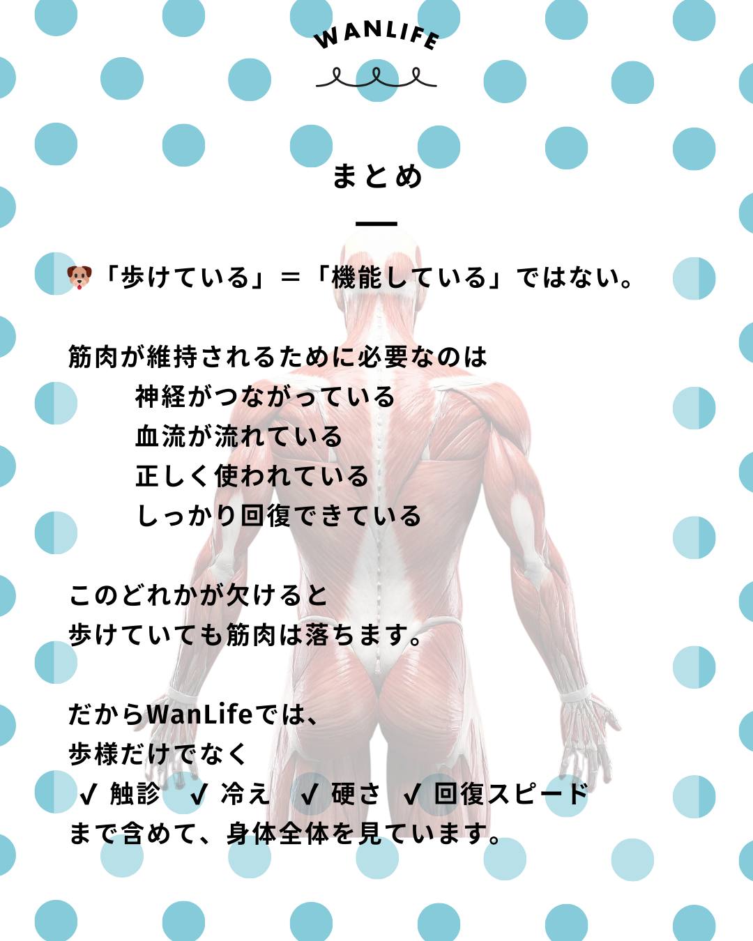 わんわん整体WanLife｜愛知・岐阜の犬の整体・メディセル筋膜リリース・歩けるくん・オベロンアニマルスキャン・ネオヒーラー・温灸・食事療法｜