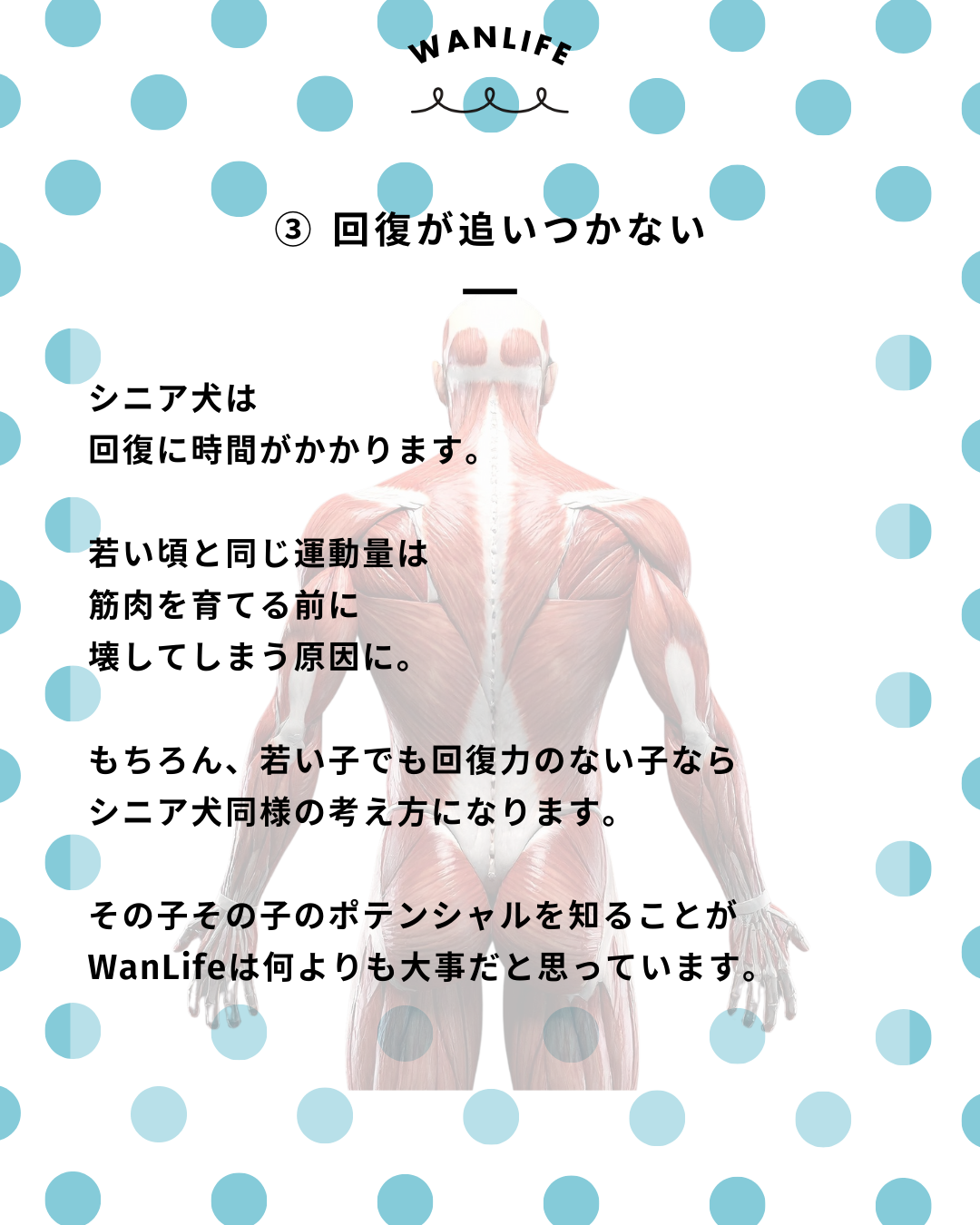 わんわん整体WanLife｜愛知・岐阜の犬の整体・メディセル筋膜リリース・歩けるくん・オベロンアニマルスキャン・ネオヒーラー・温灸・食事療法｜