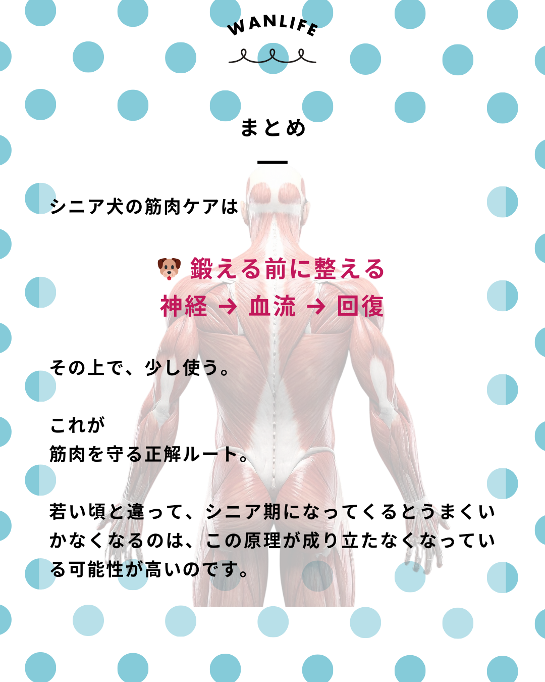 わんわん整体WanLife｜愛知・岐阜の犬の整体・メディセル筋膜リリース・歩けるくん・オベロンアニマルスキャン・ネオヒーラー・温灸・食事療法｜