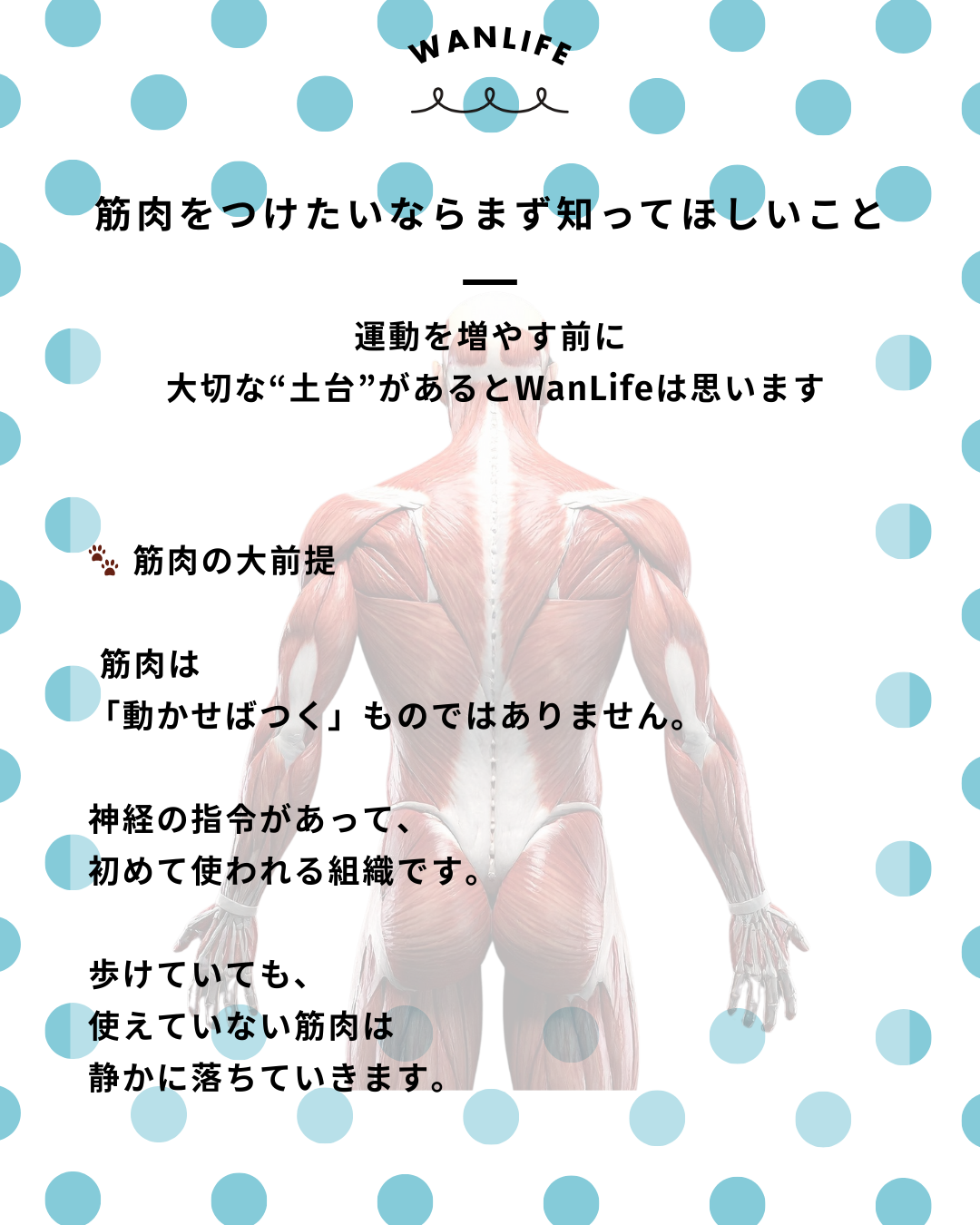 わんわん整体WanLife|愛知・岐阜の犬の整体・メディセル筋膜リリース・歩けるくん・オベロンアニマルスキャン・ネオヒーラー・温灸・食事療法|